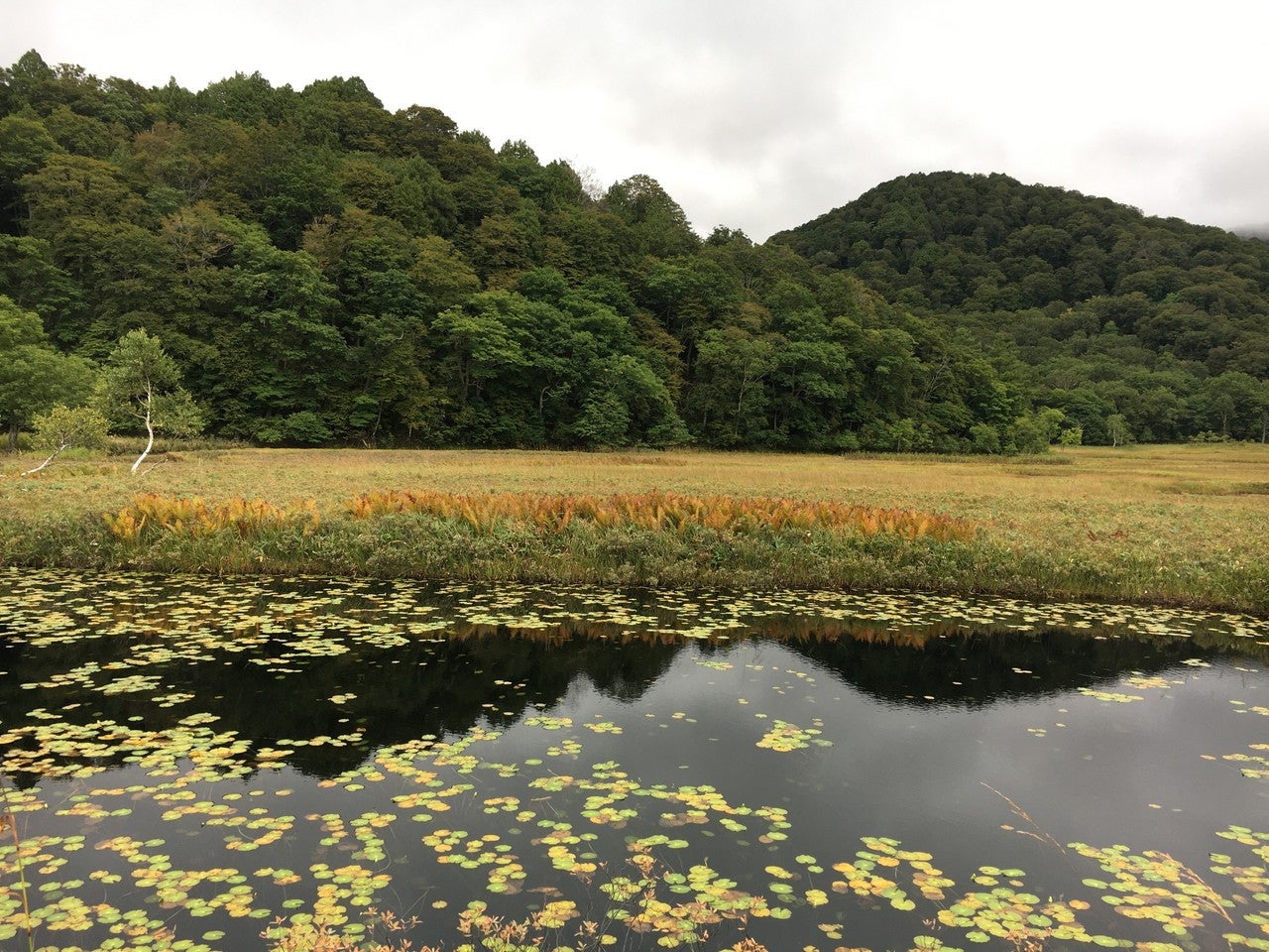 尾瀬ヶ原、沼の画像