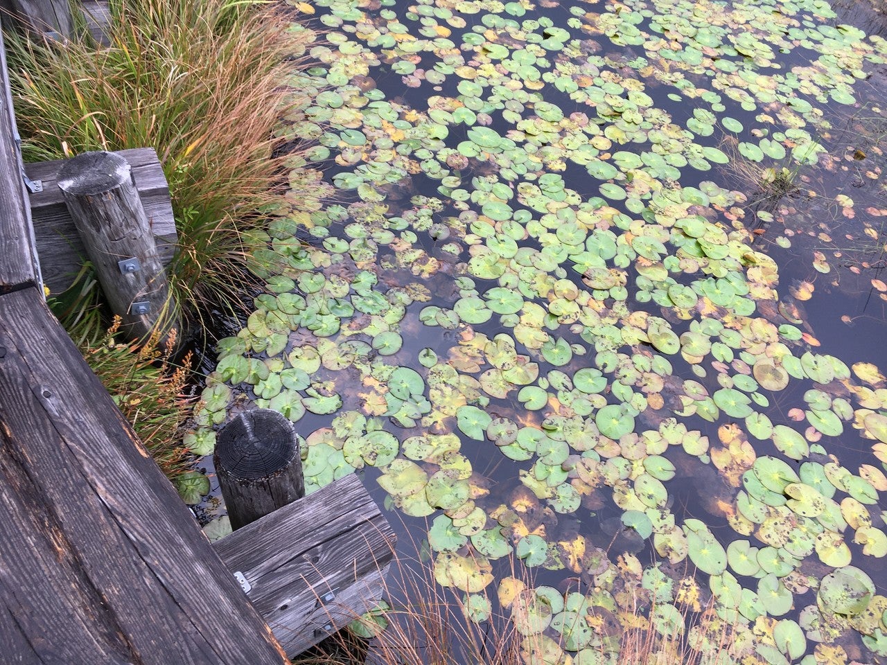 沼の水草の画像