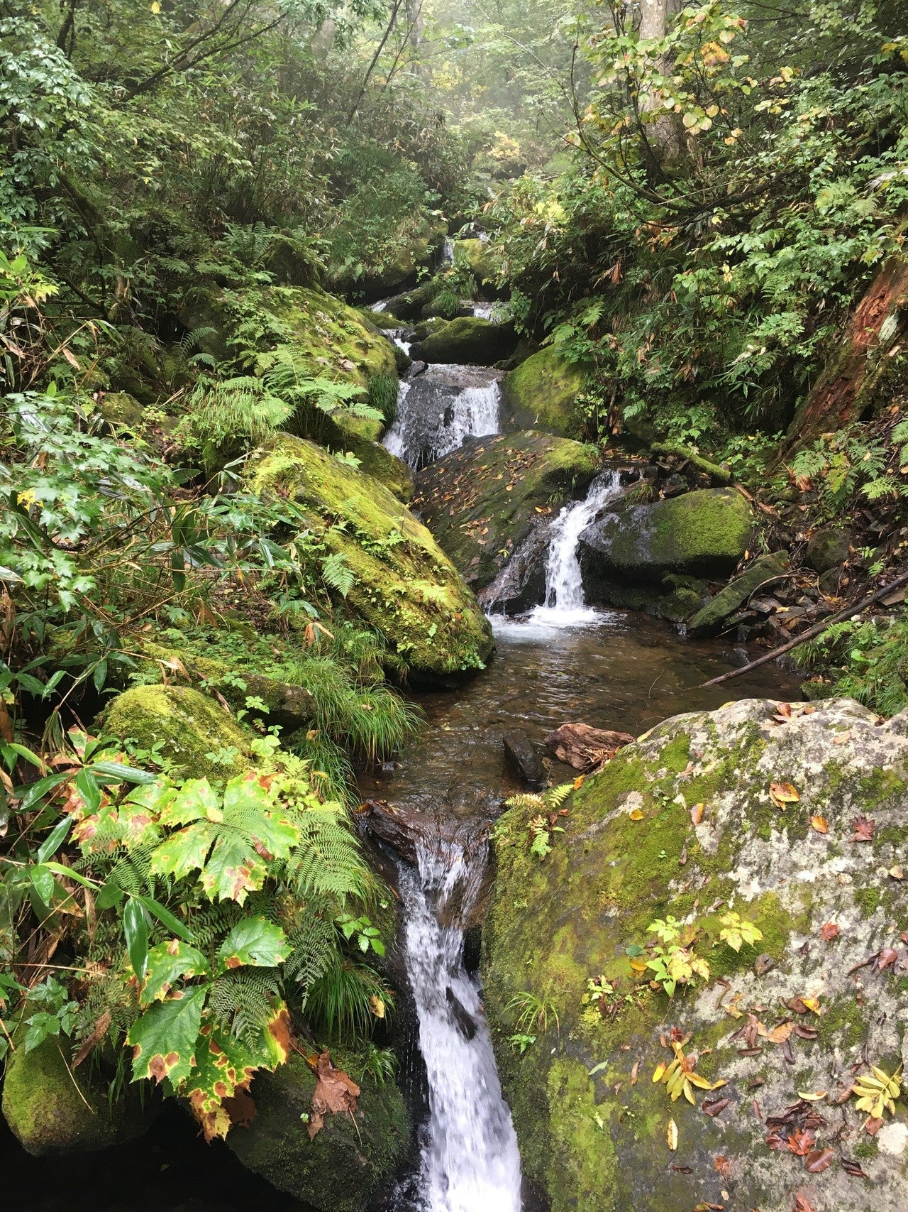 段々の小さな滝の画像