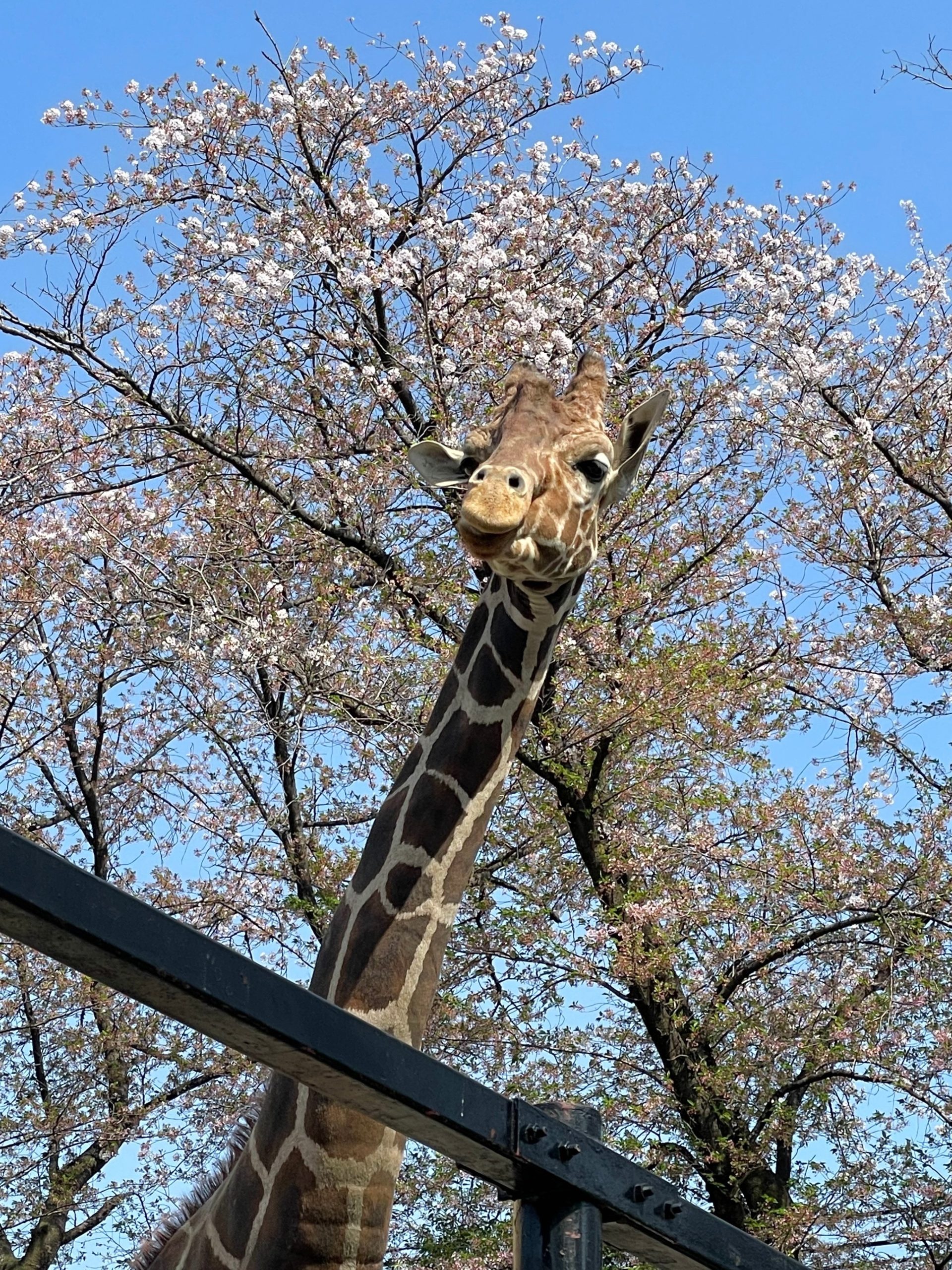 キリンと桜の画像