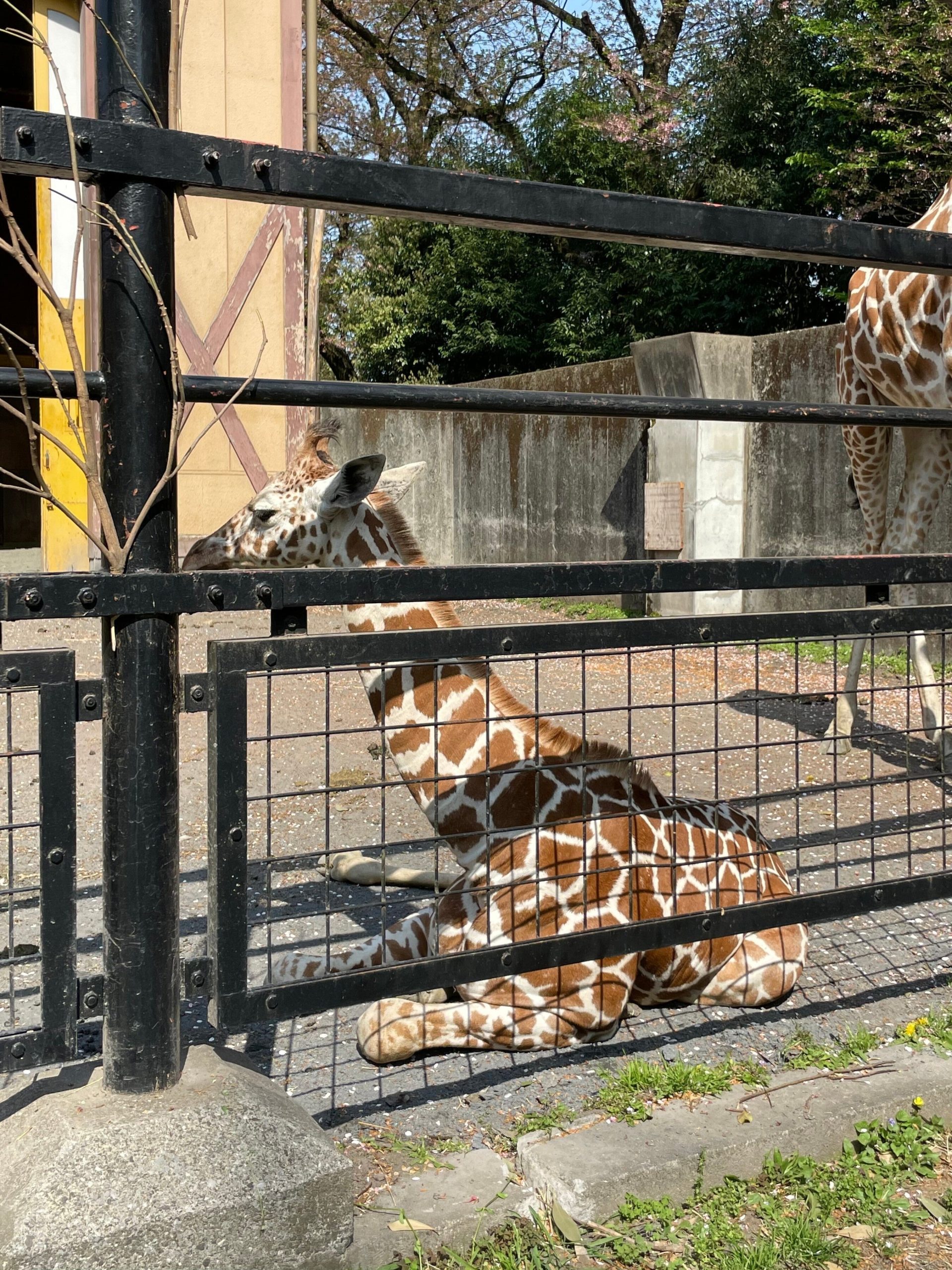 座った子供のキリンの画像