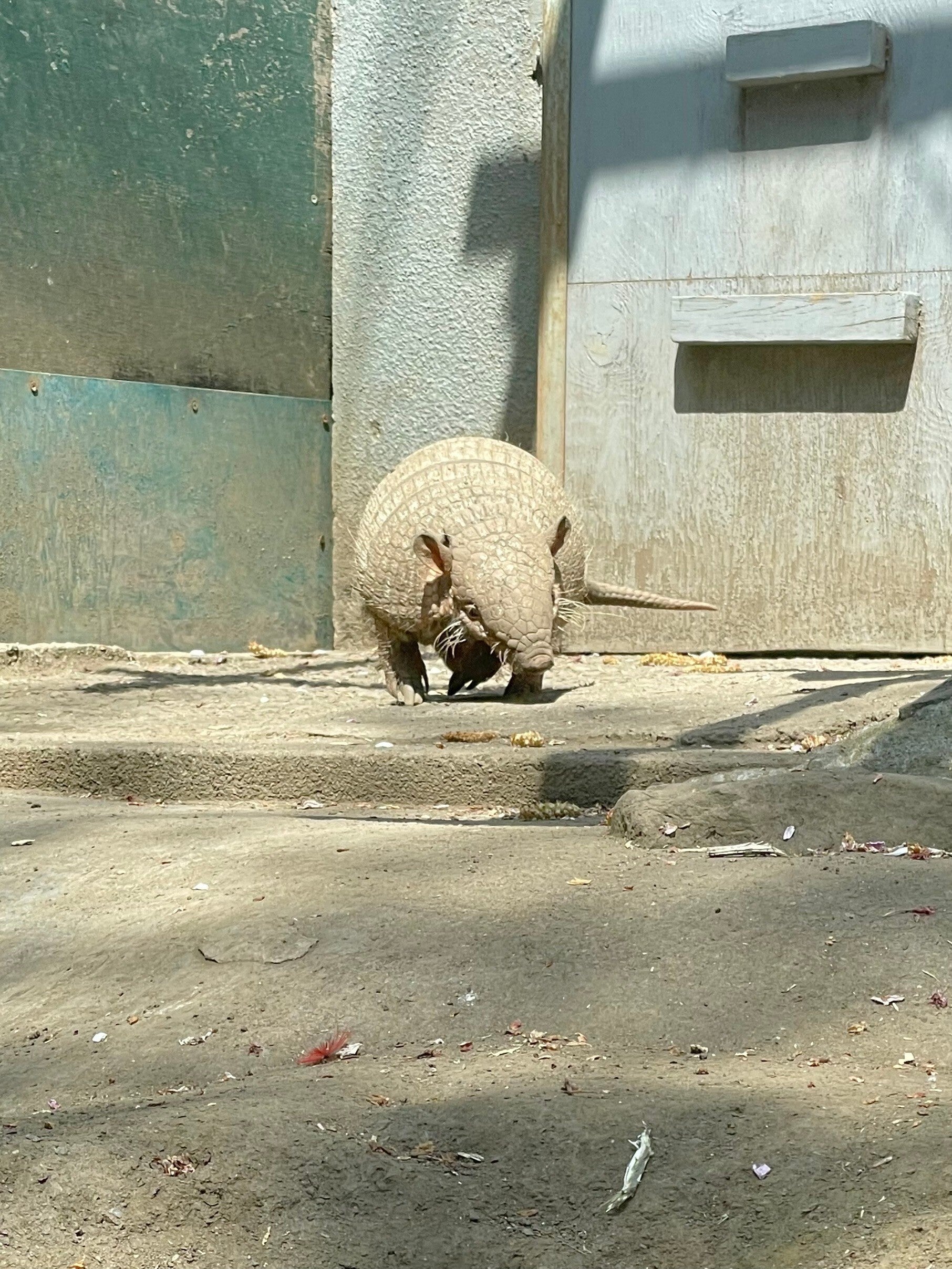 アルマジロの画像