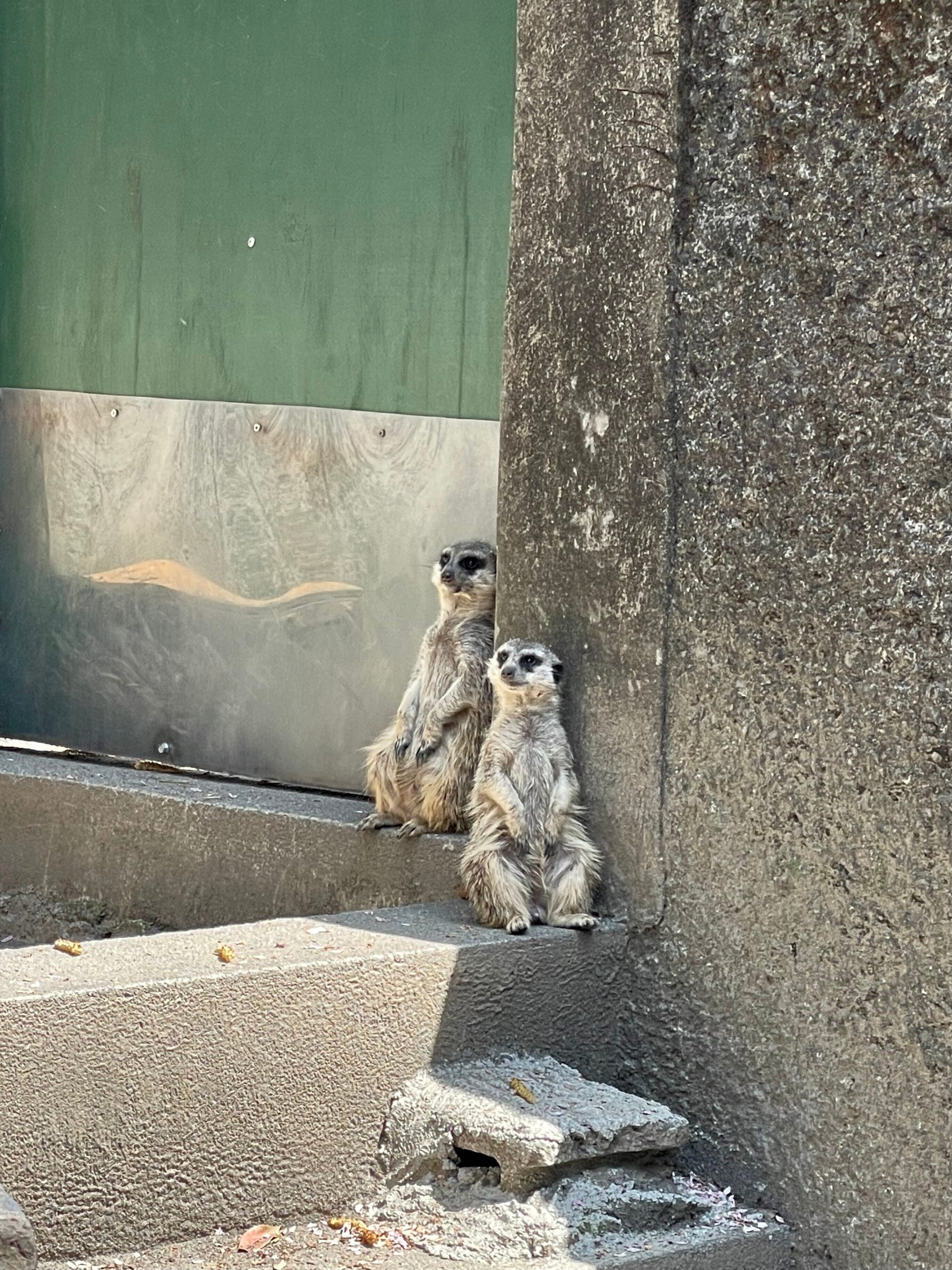 ミーアキャットが2匹座った画像