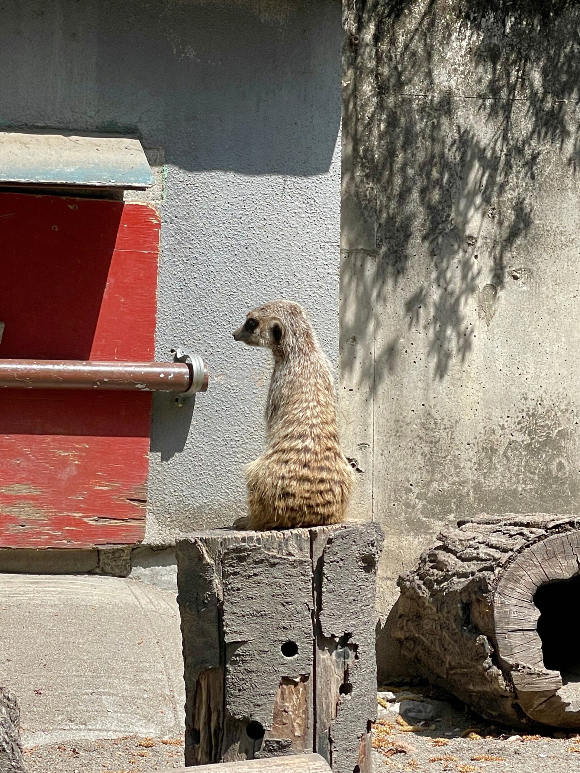 ミーアキャットが1匹座った画像