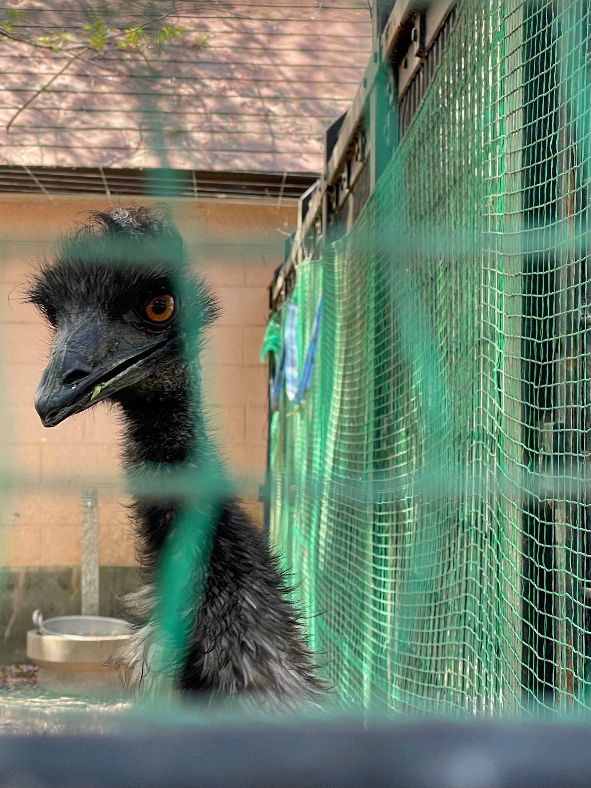 エミューのアップの画像