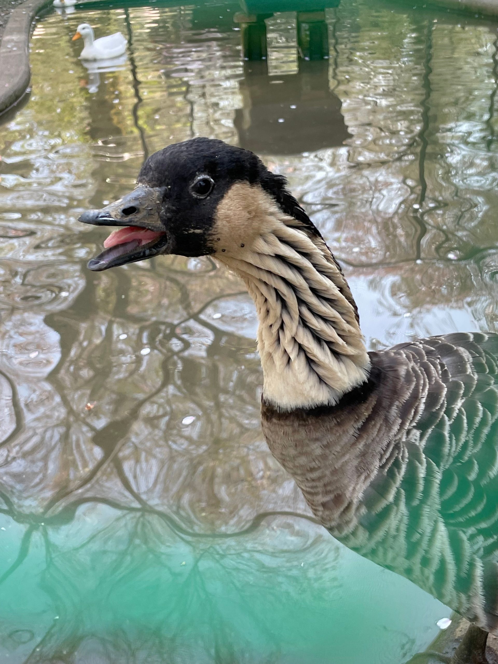 シジュウカラガンの画像