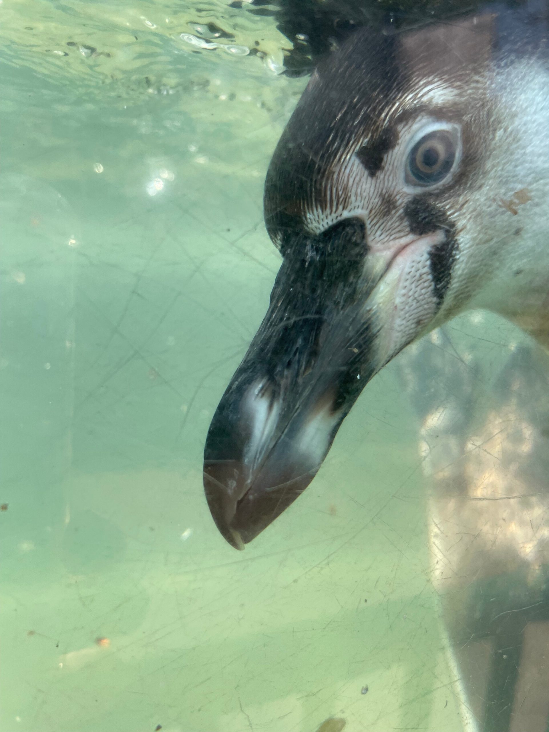 フンボルトペンギンのアップの画像
