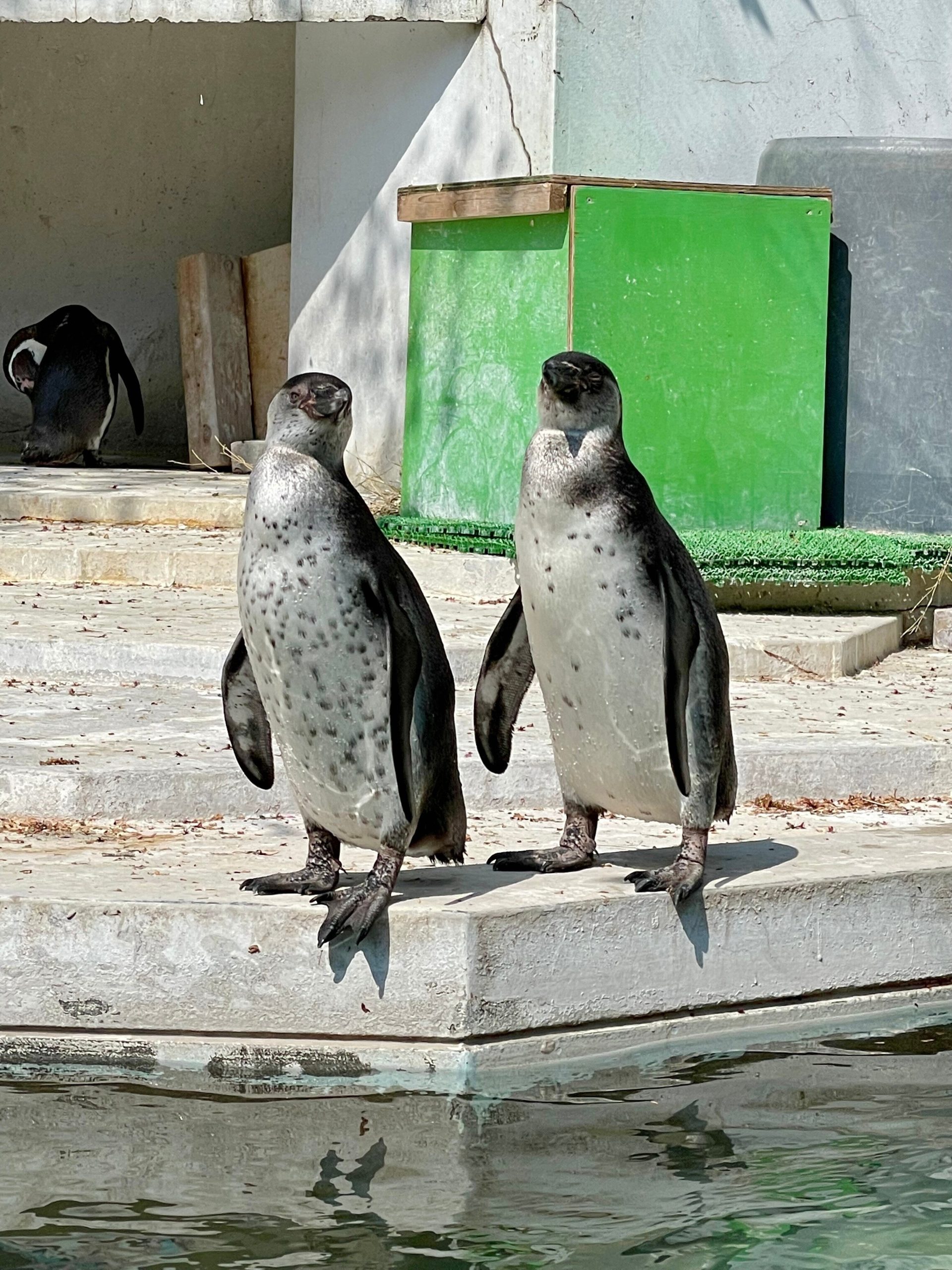フンボルトペンギンの幼鳥の画像