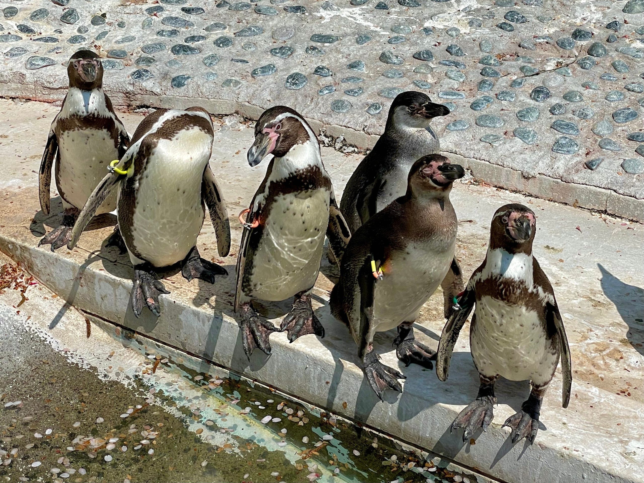 フンボルトペンギンが集まっている画像