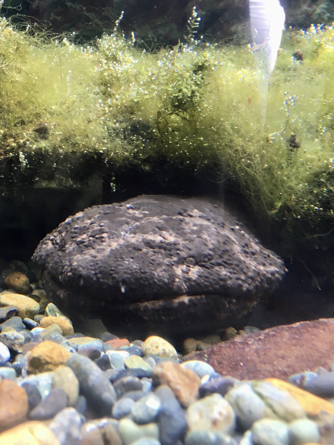 オオサンショウウオの画像