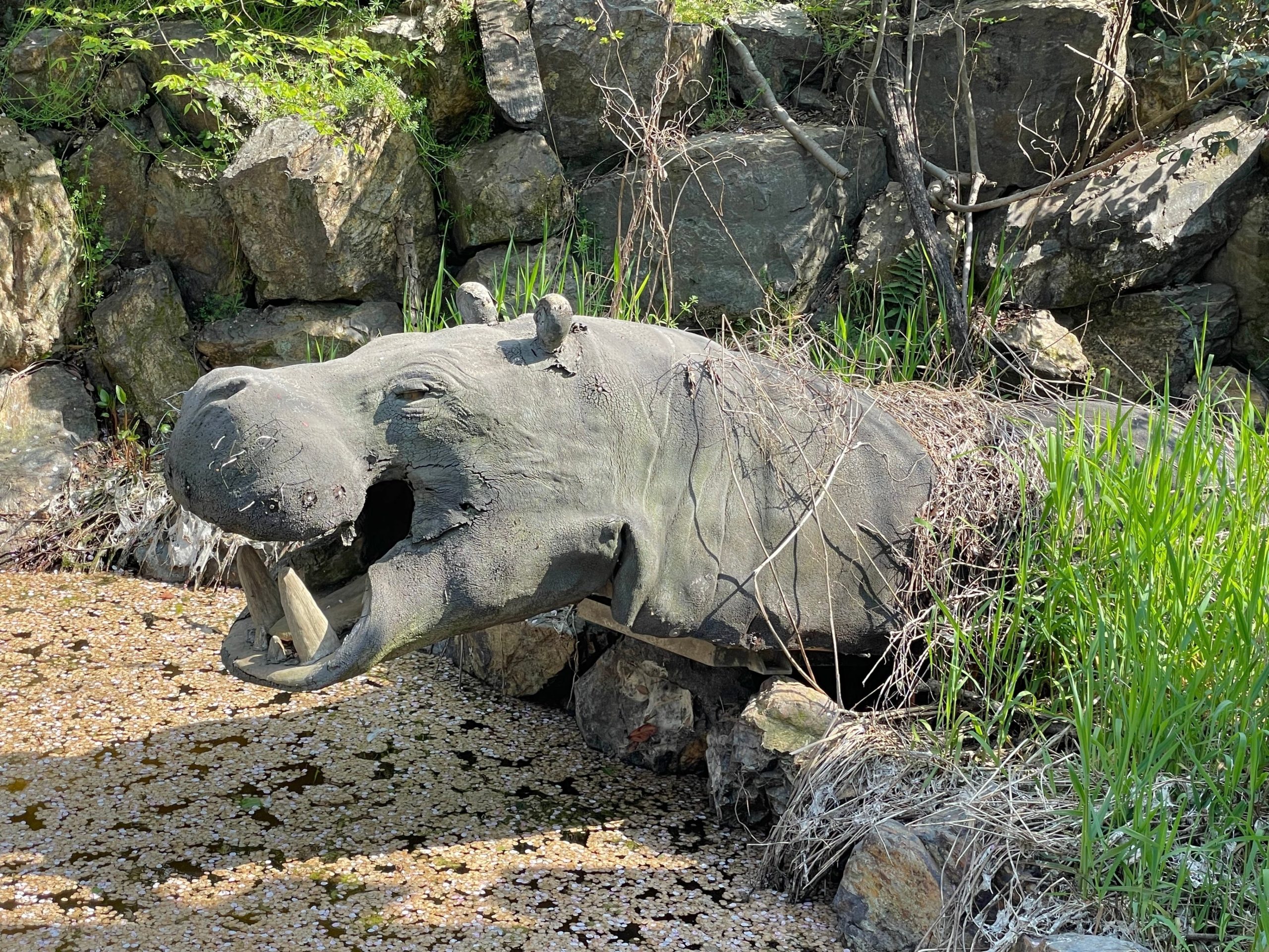 カバのコンクリート像の画像