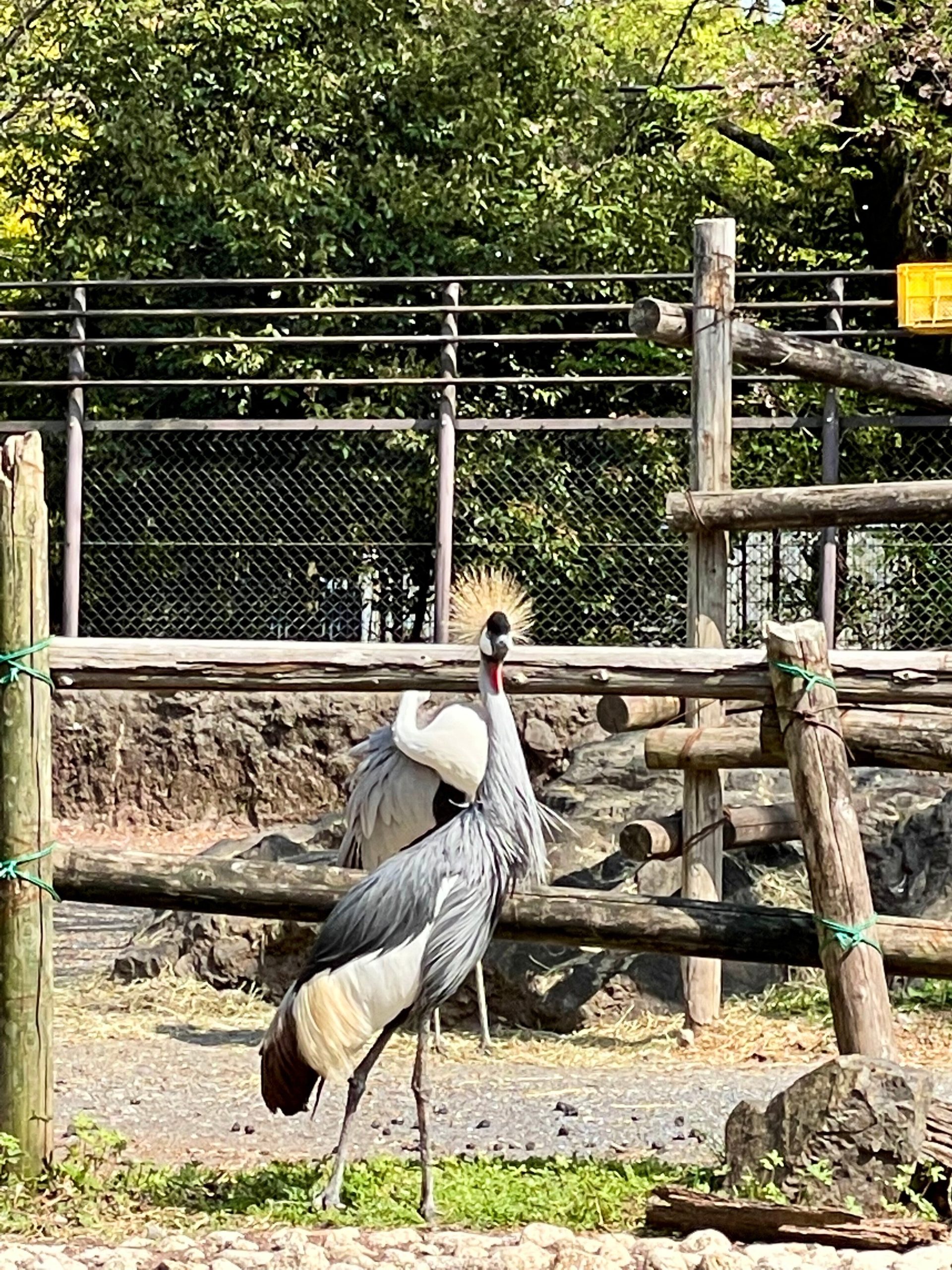 ホオジロカンムリヅルの画像