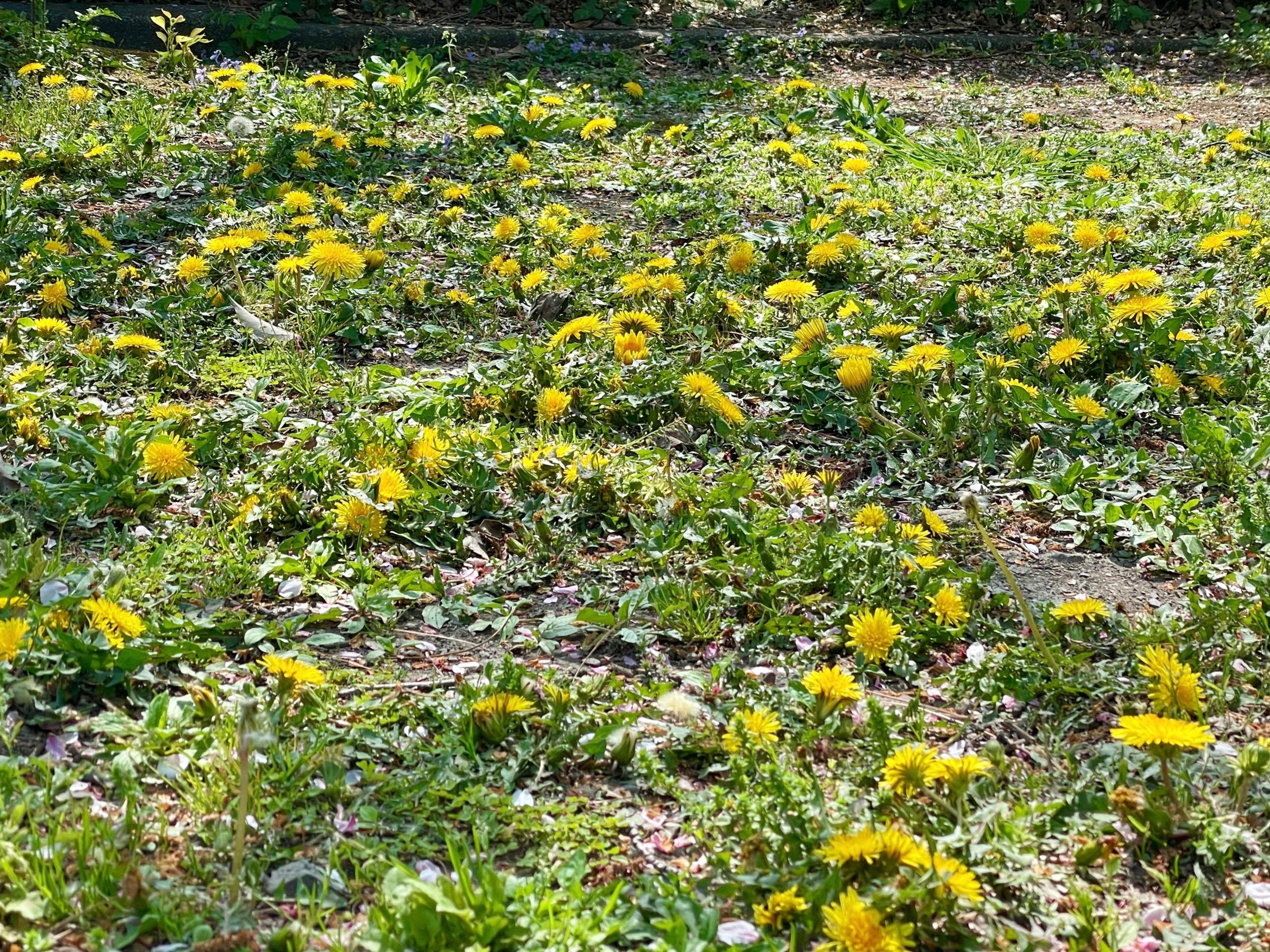 タンポポの画像