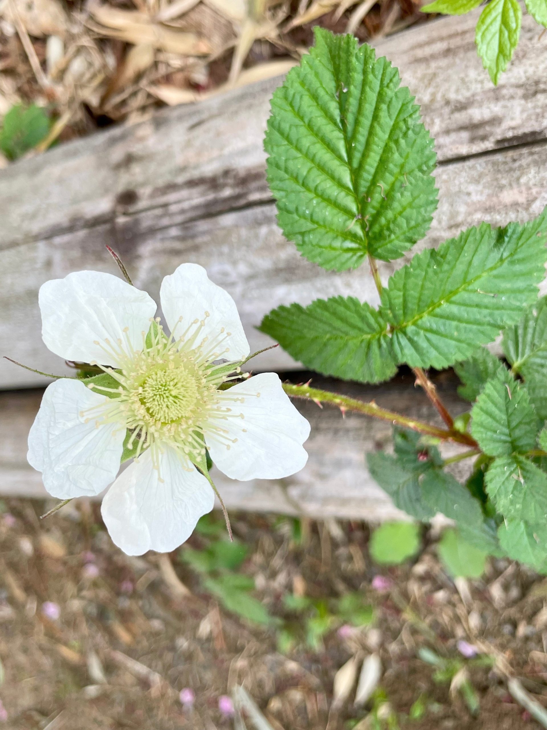 ノイバラの画像