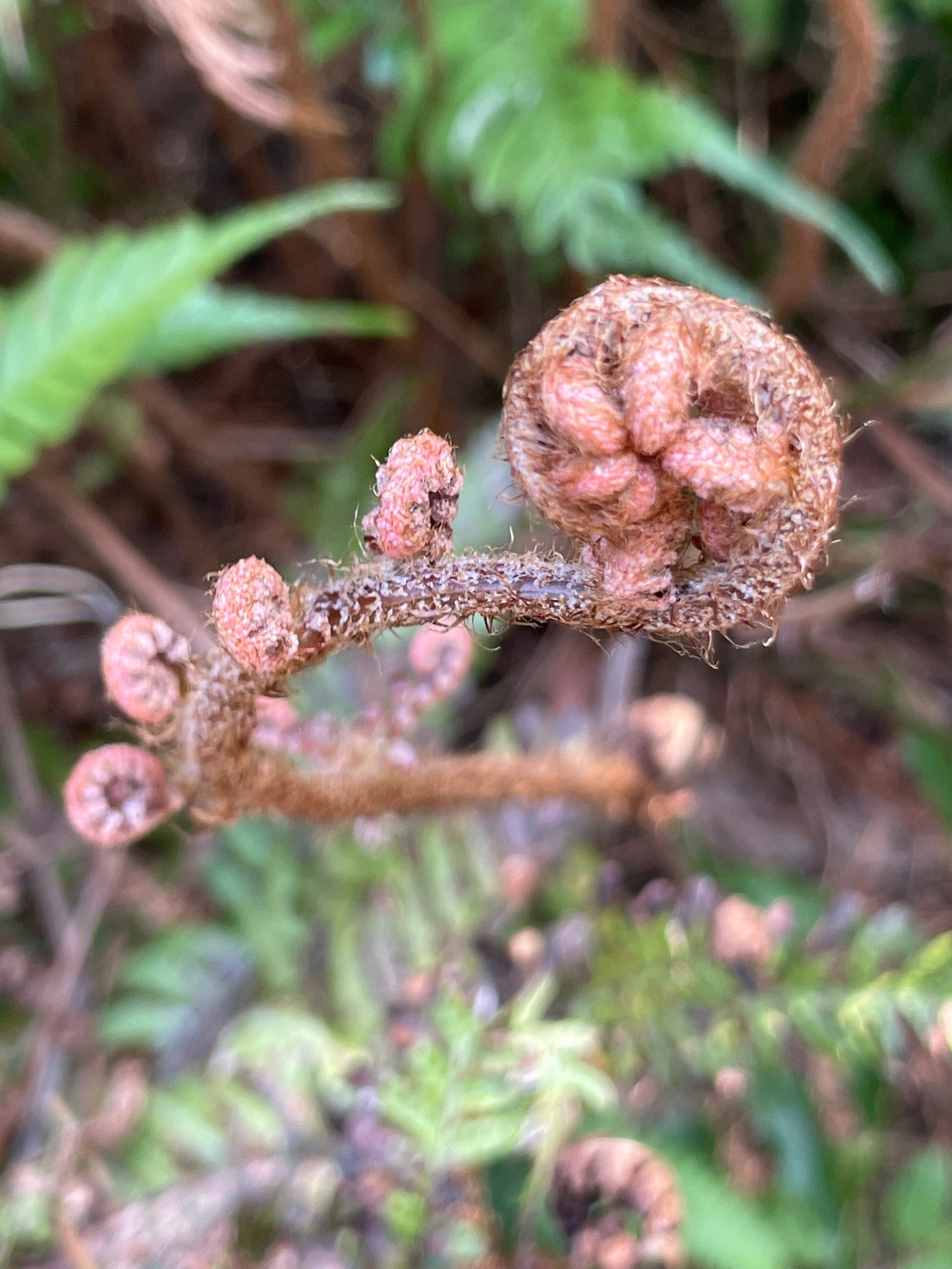 シダのような植物の画像