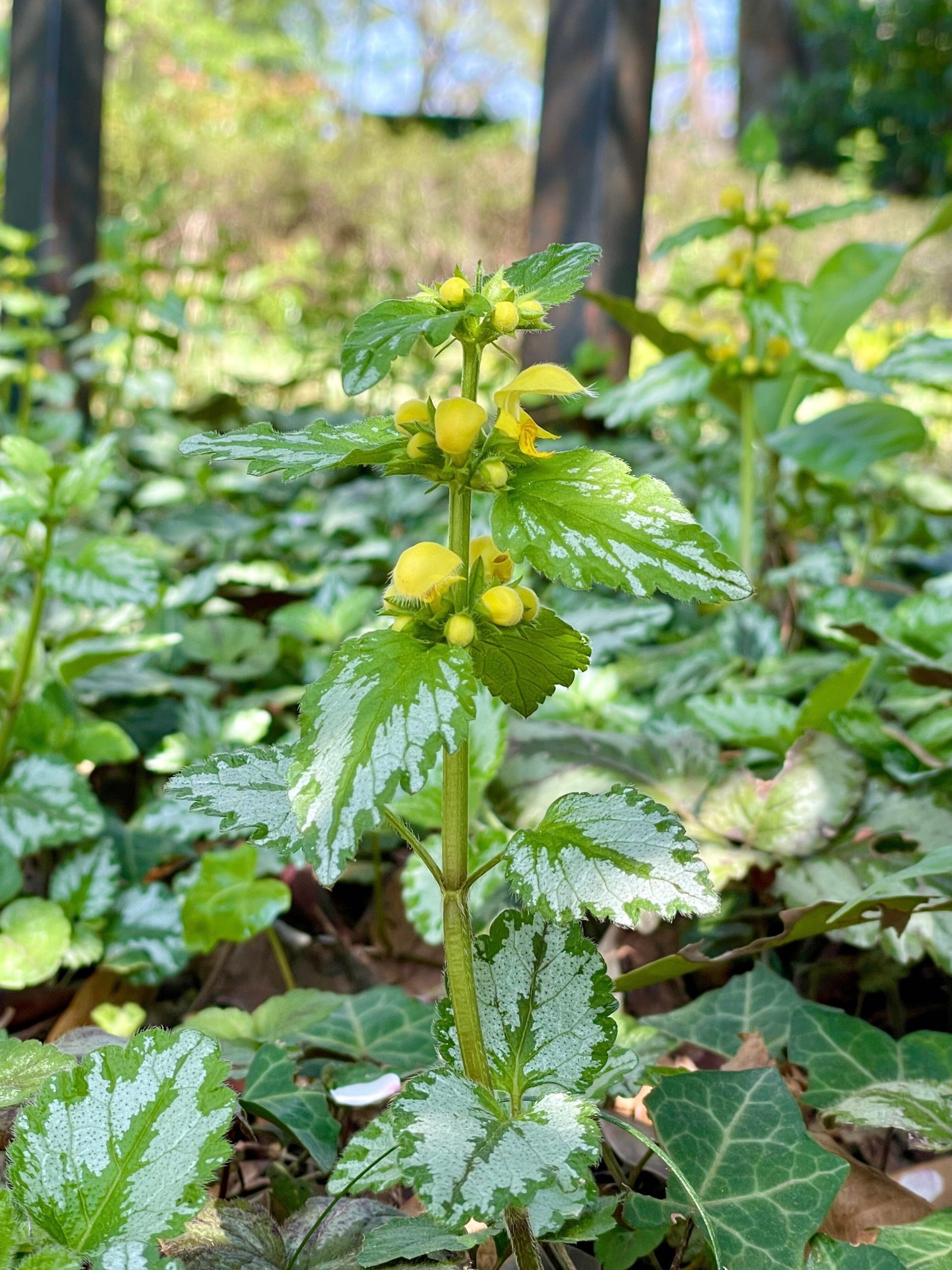 丸い黄色い花の野草の画像