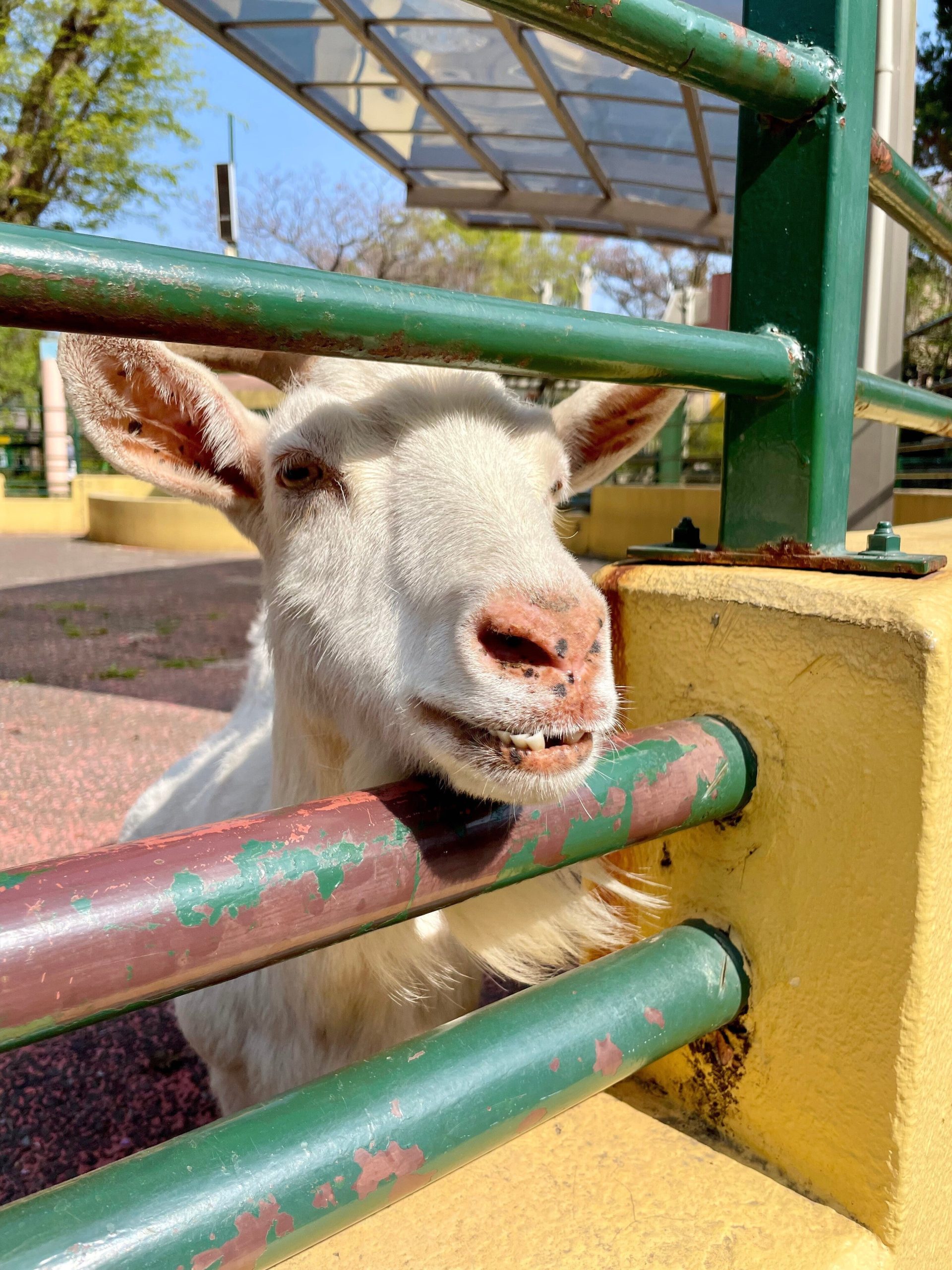 柵から覗くヤギの画像
