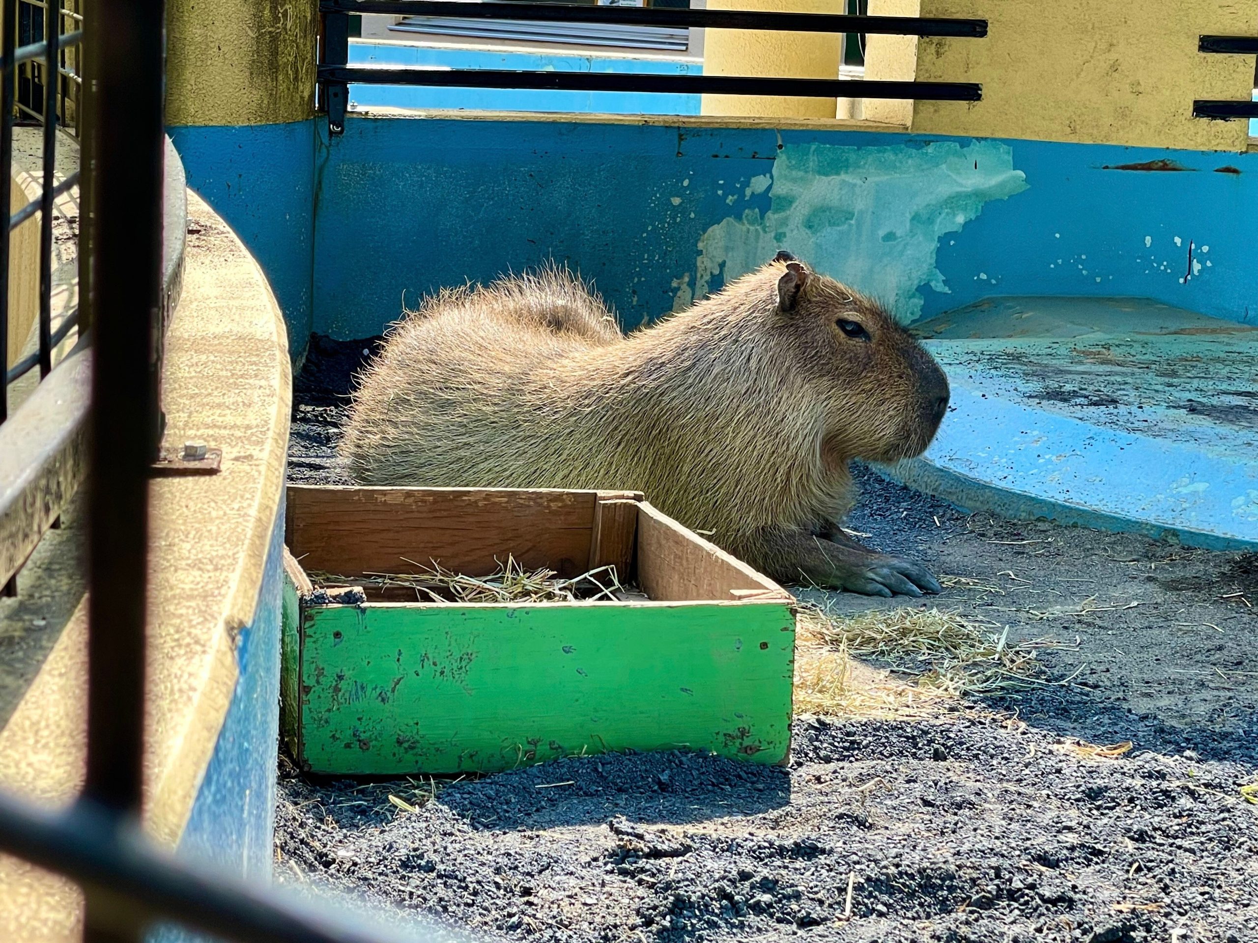 カピバラの画像