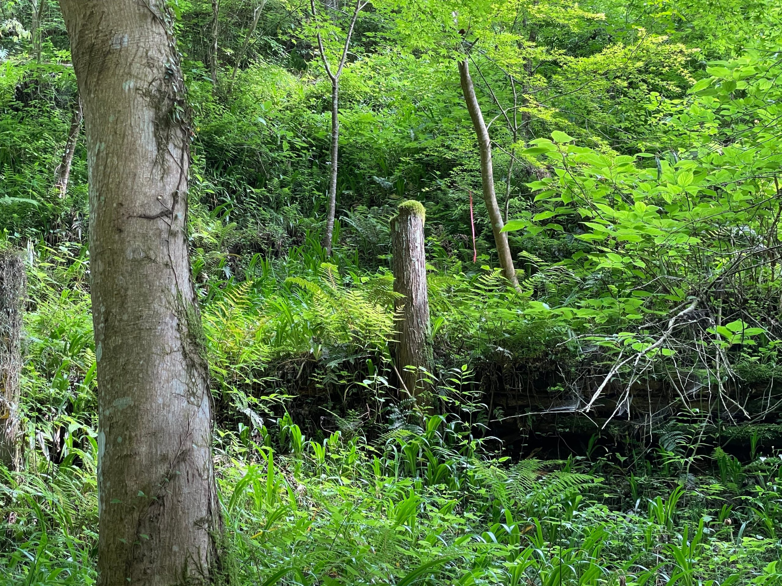 山の木の風景の画像