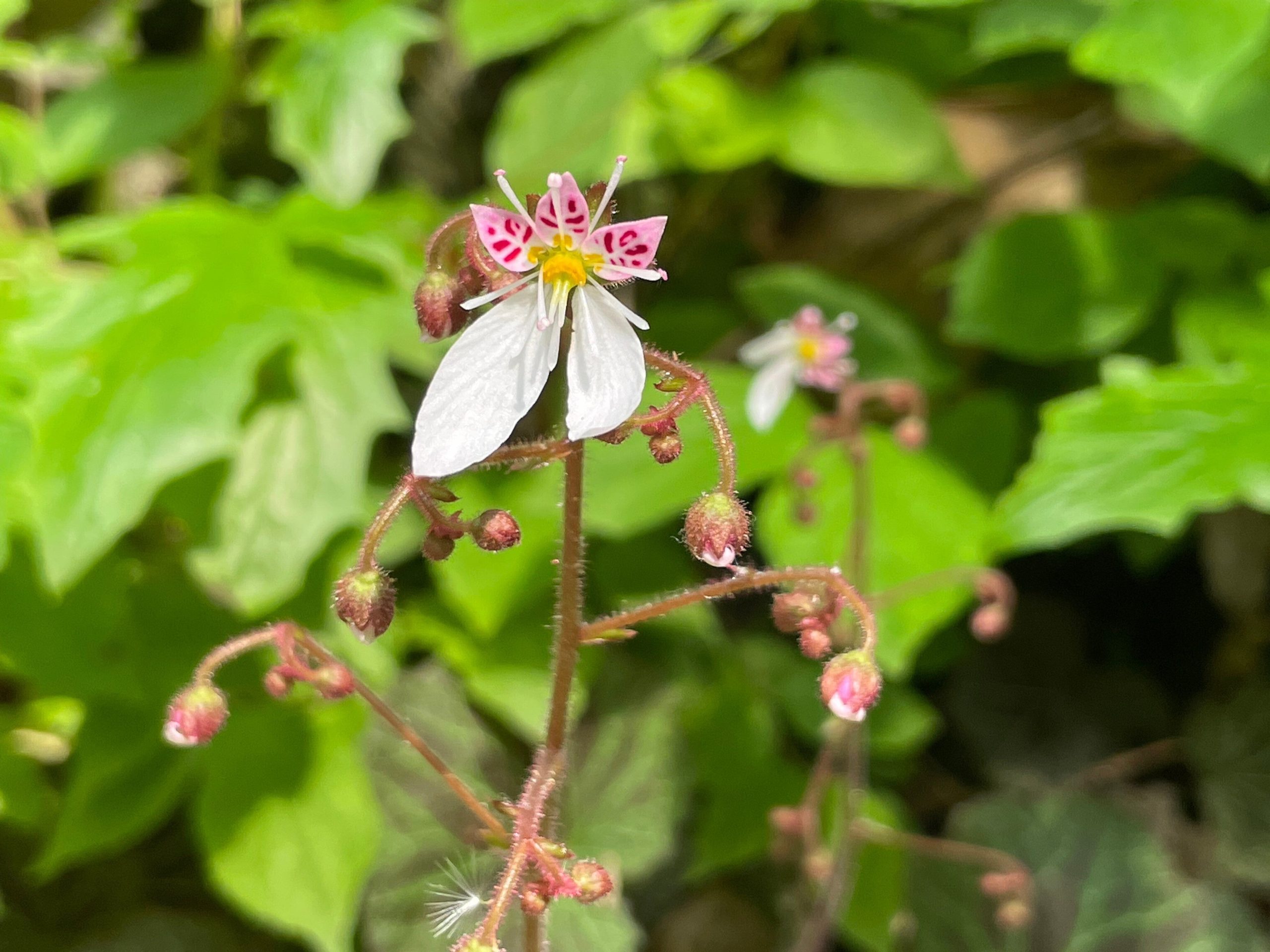 ユキノシタの画像