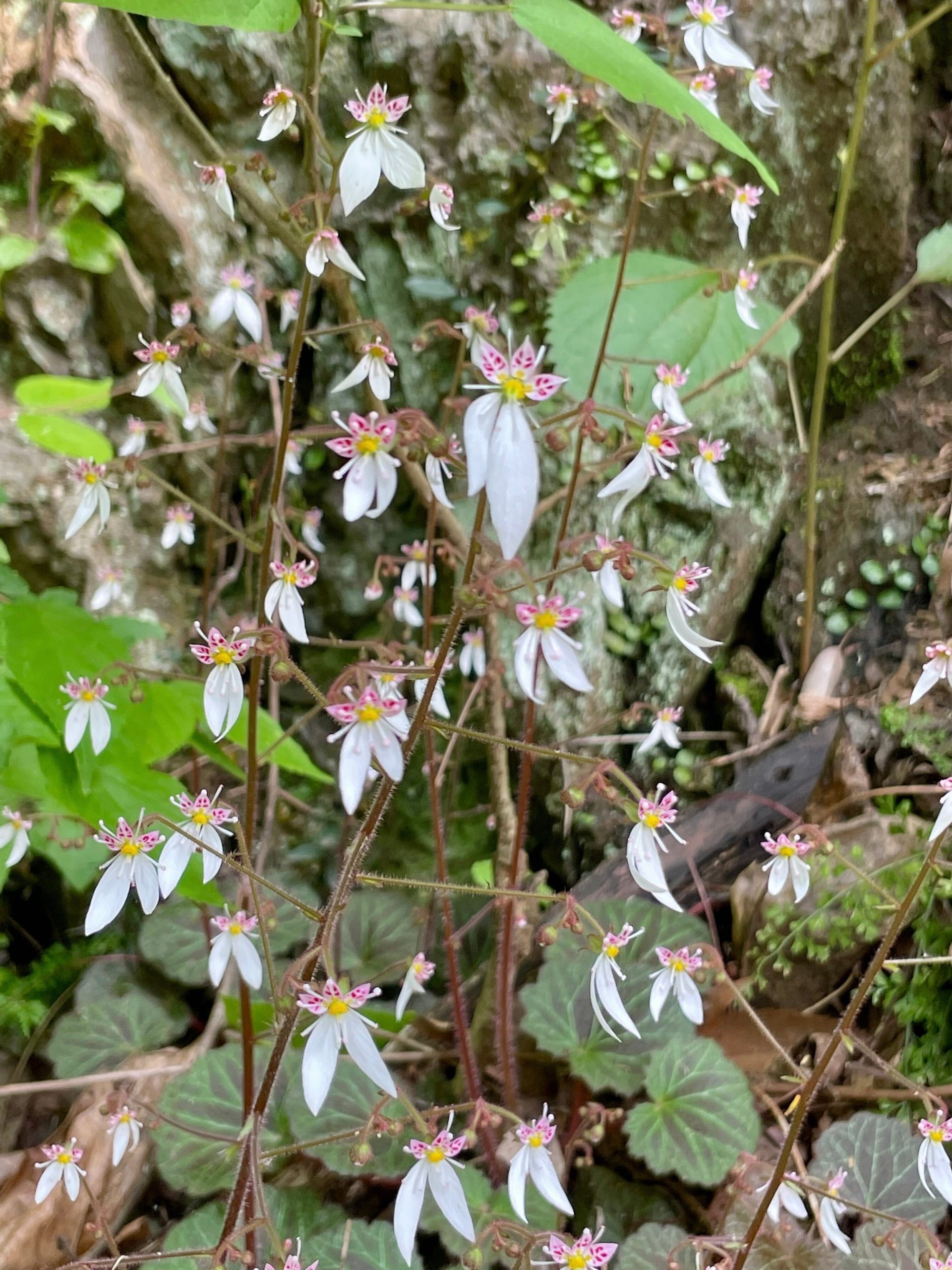 ユキノシタの画像