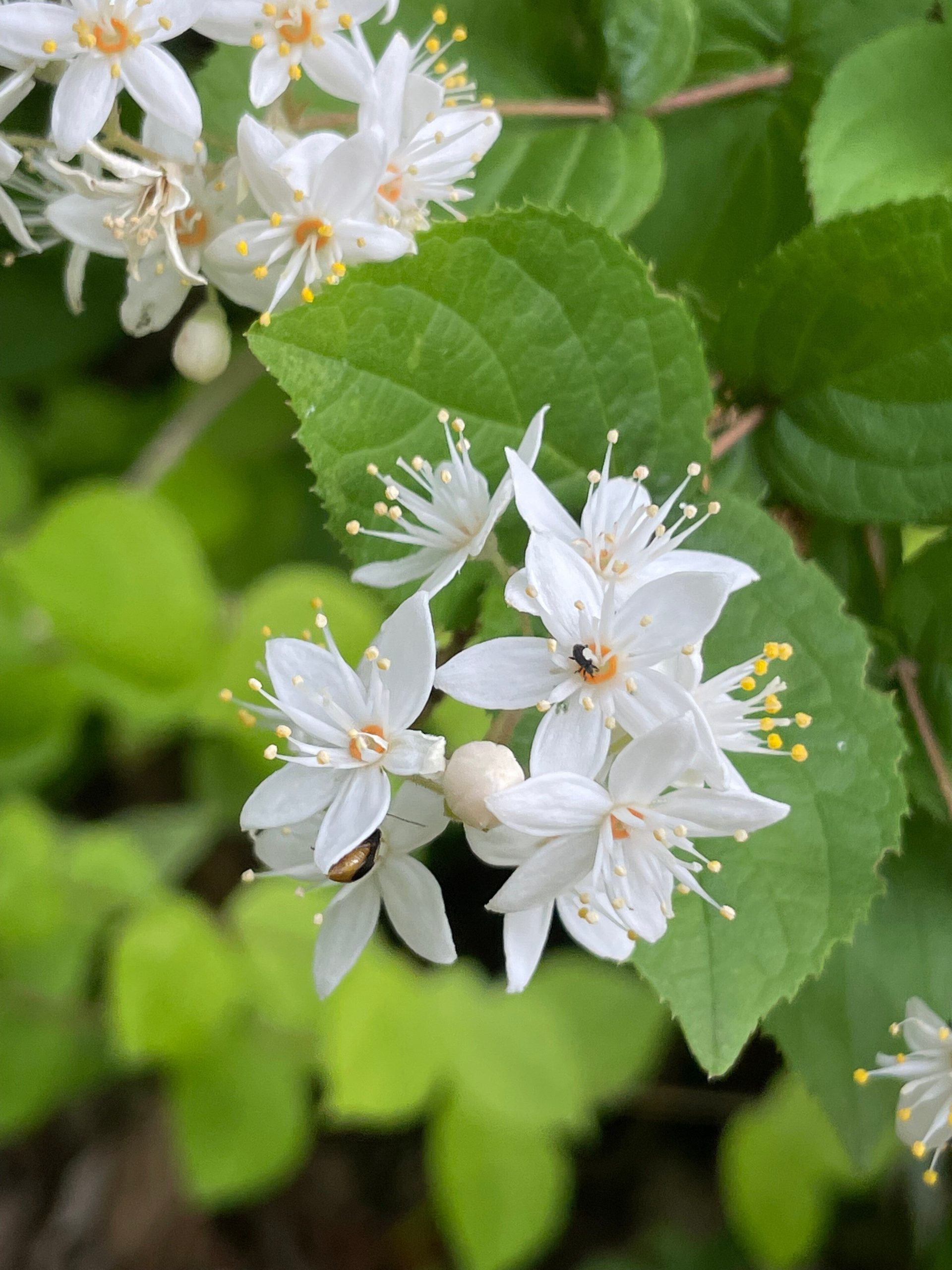ヤマウツギの画像