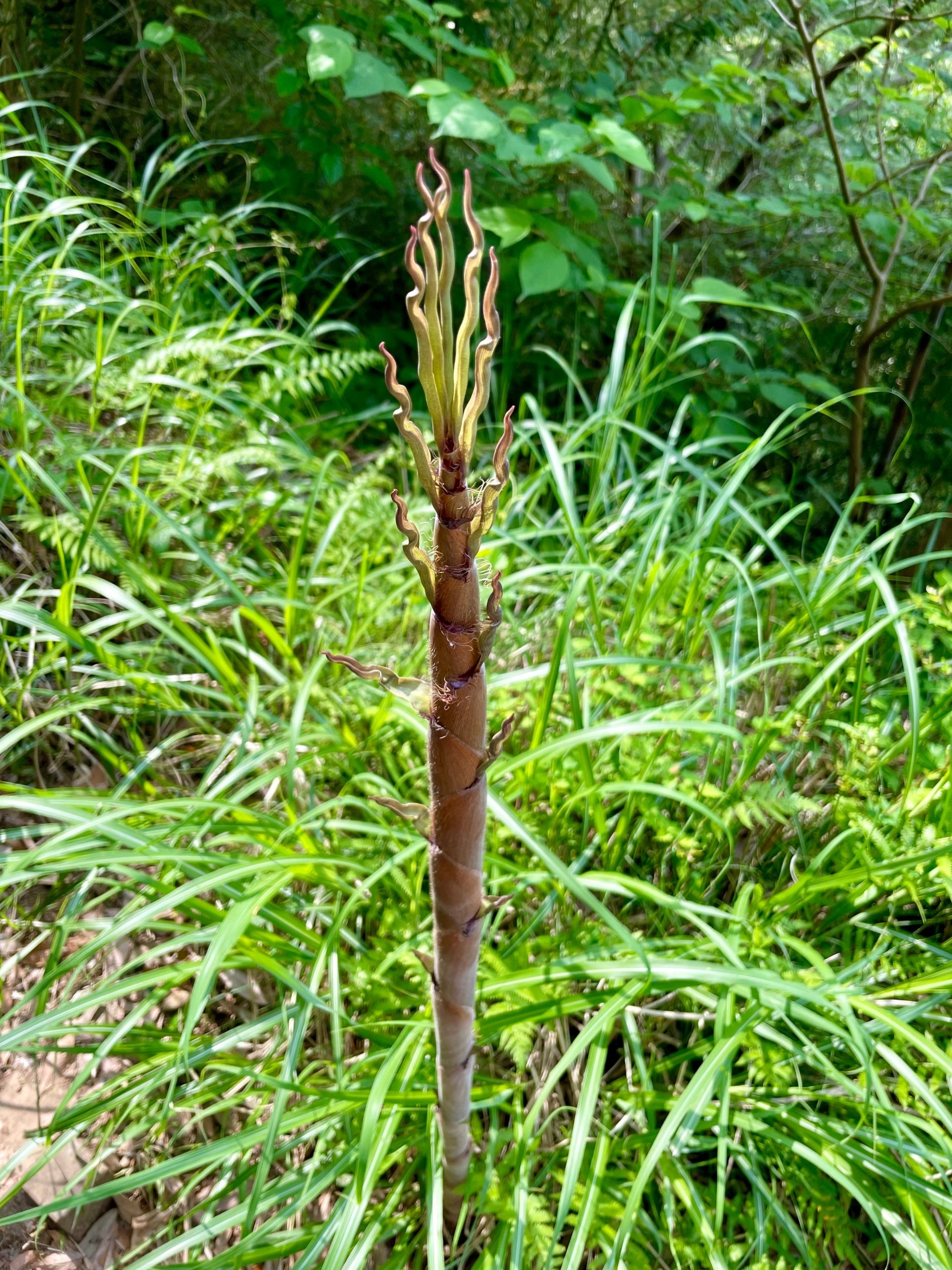 育ったタケノコの画像