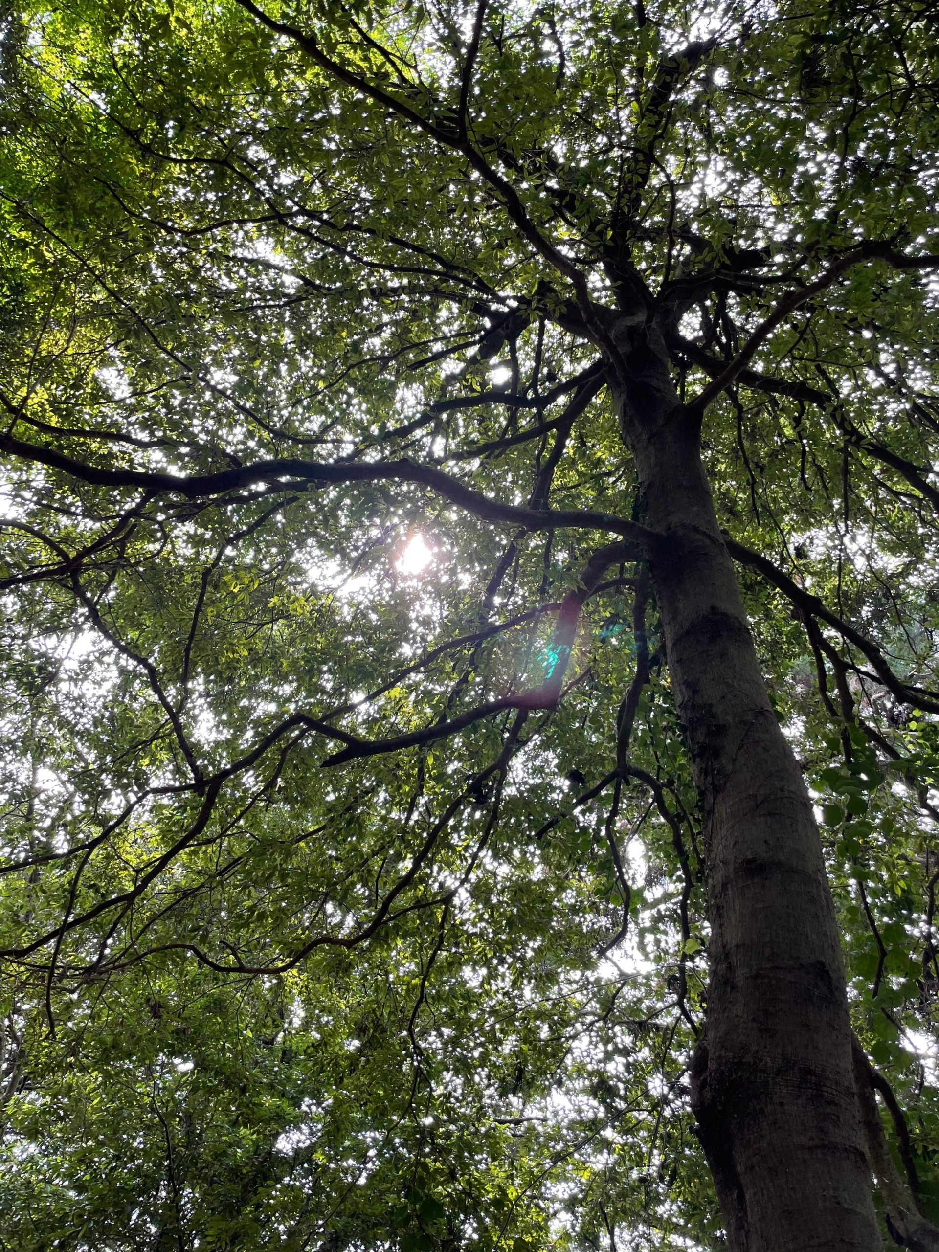 木を見上げた画像