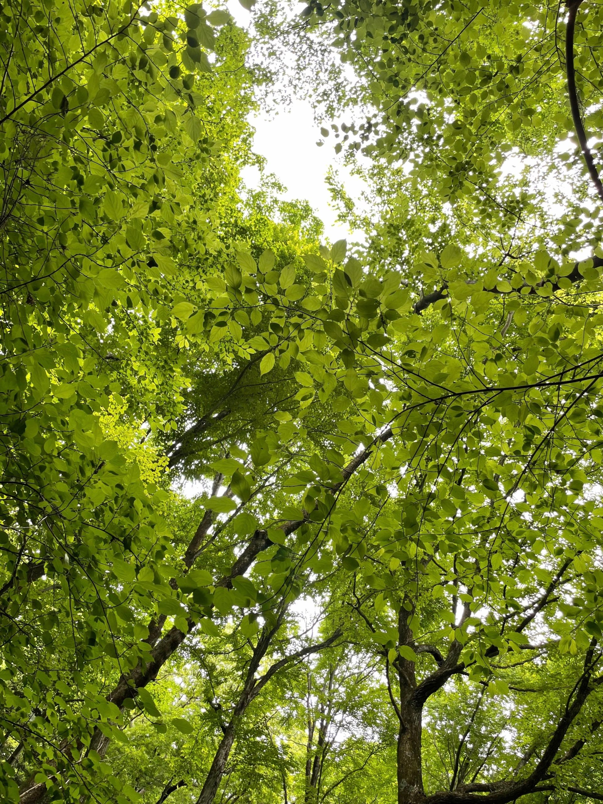 木の葉を見上げた画像