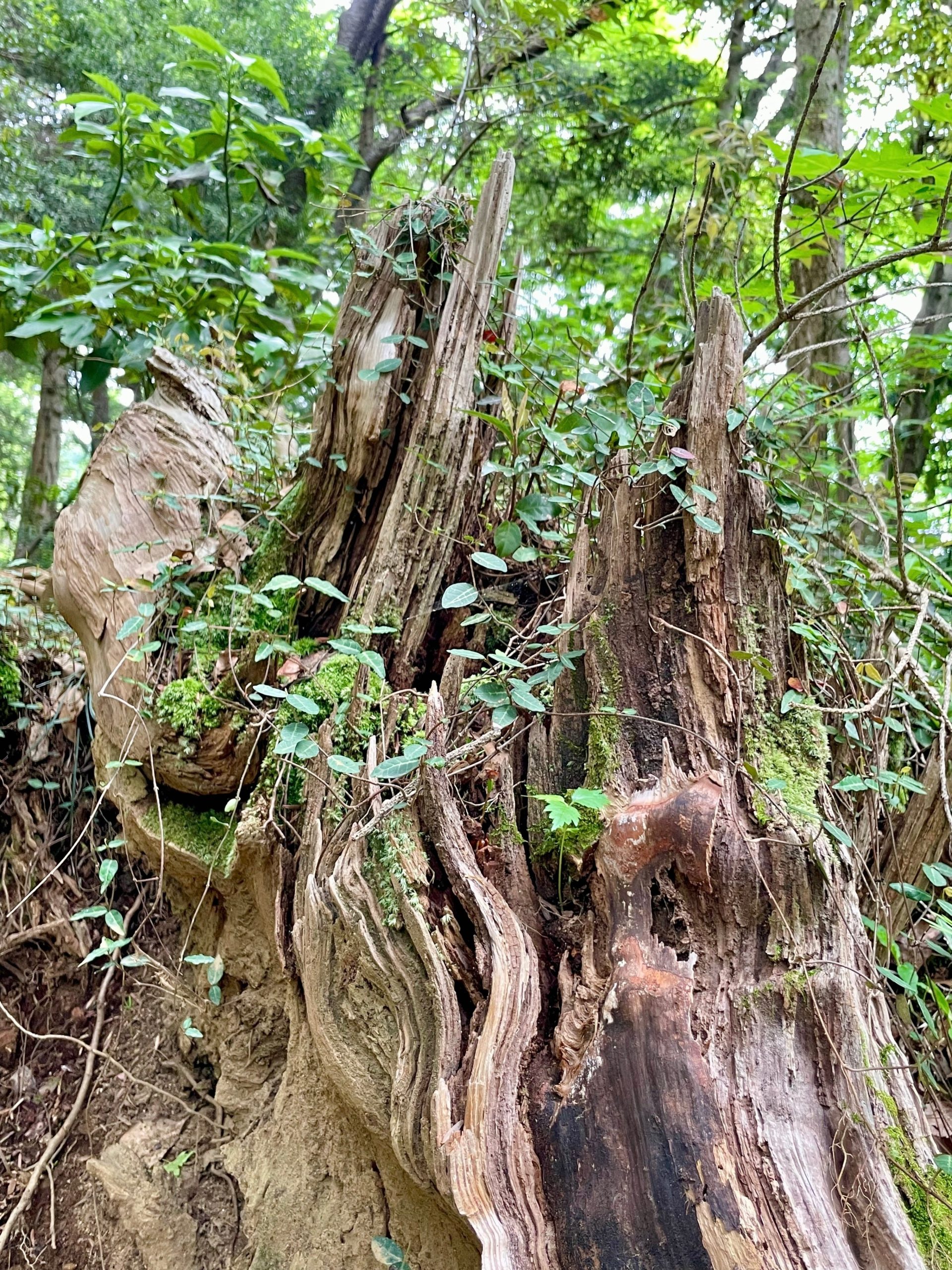 苔むした割れた大きな切り株の画像
