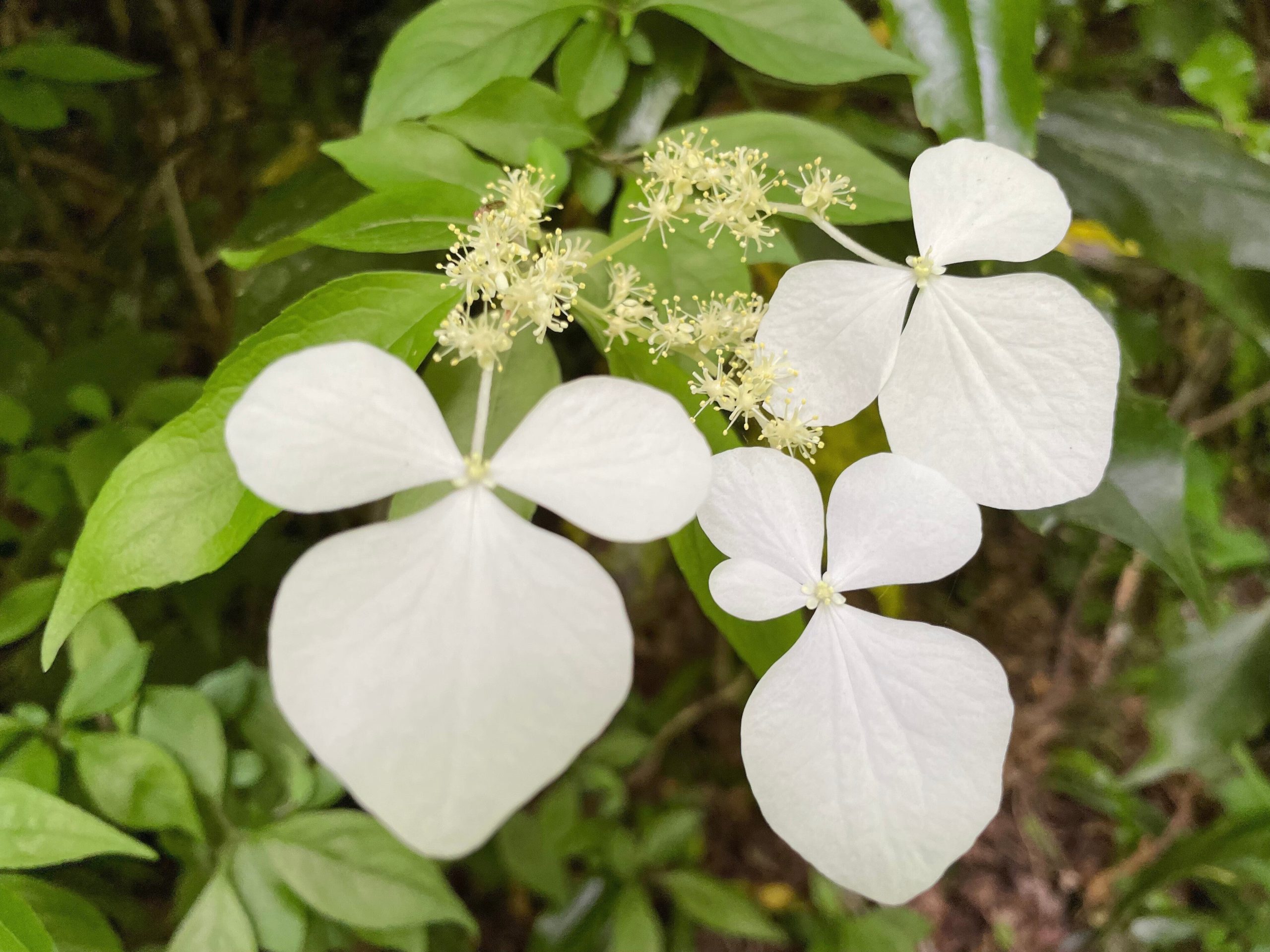 アジサイの仲間のような花の画像