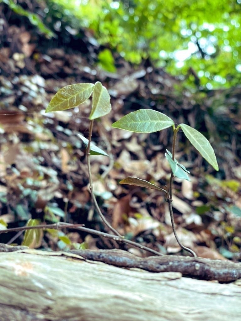 並んで生えた木の芽の画像