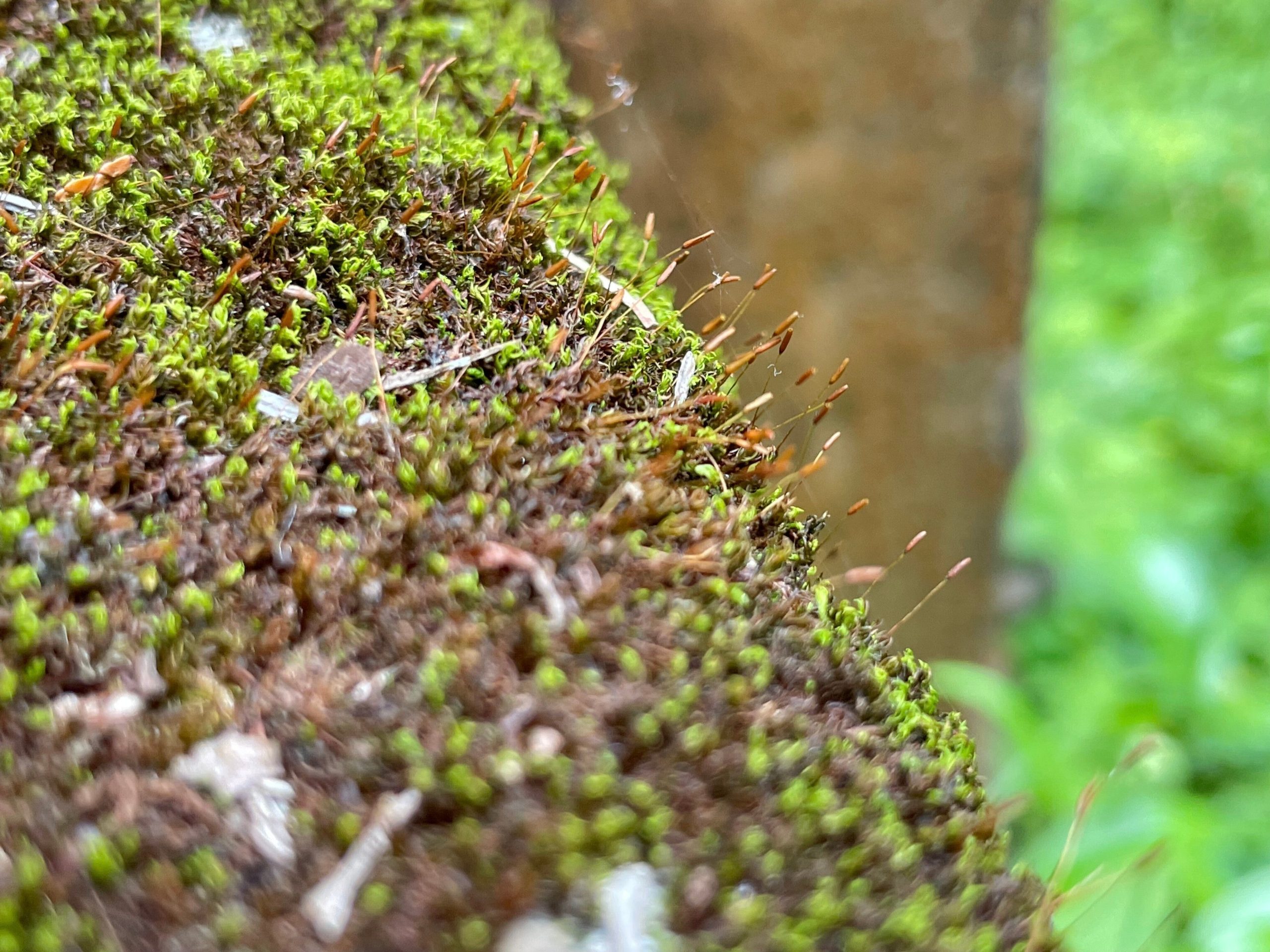 コケの胞子体の画像
