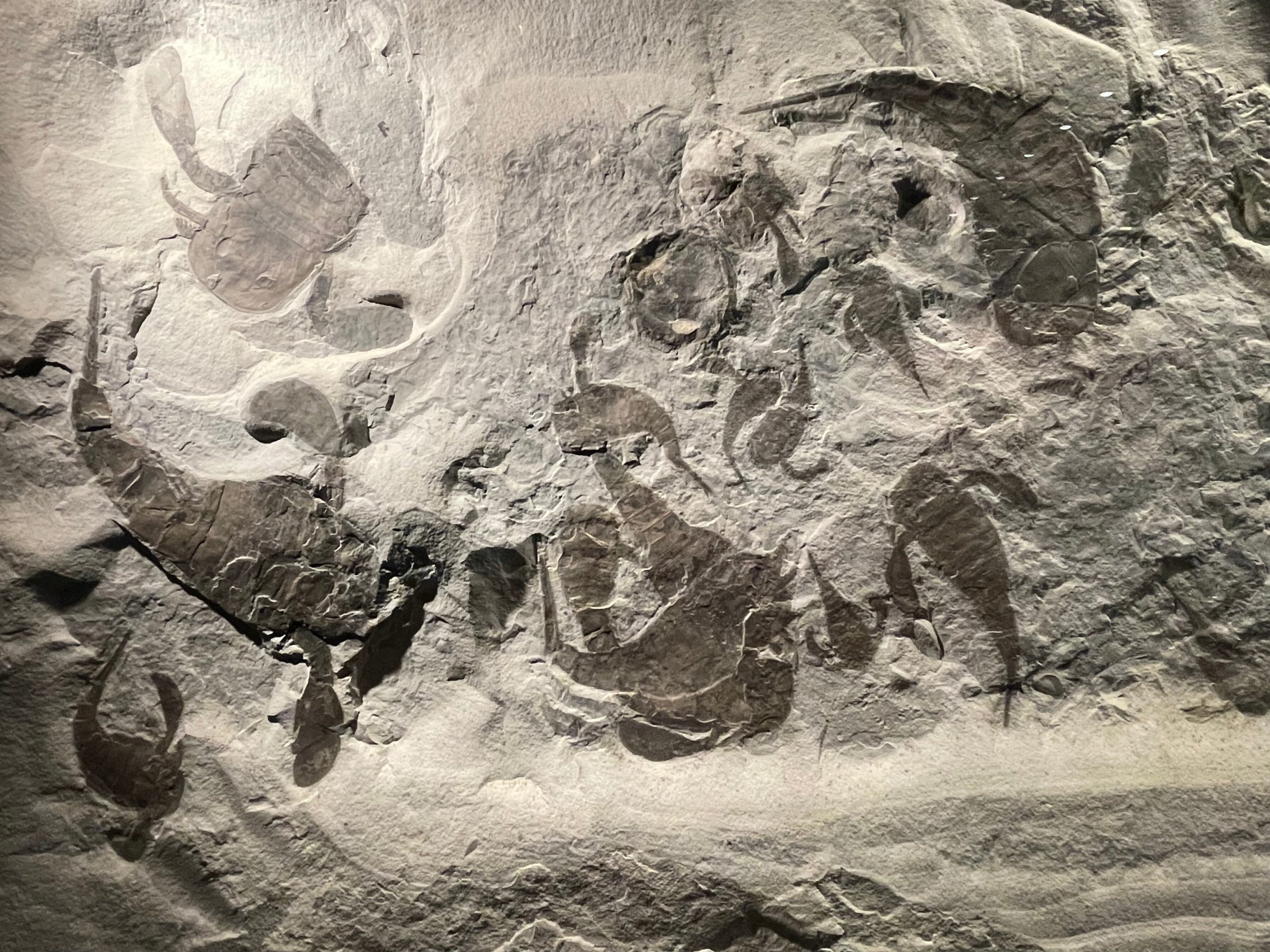 ウミサソリの化石の画像