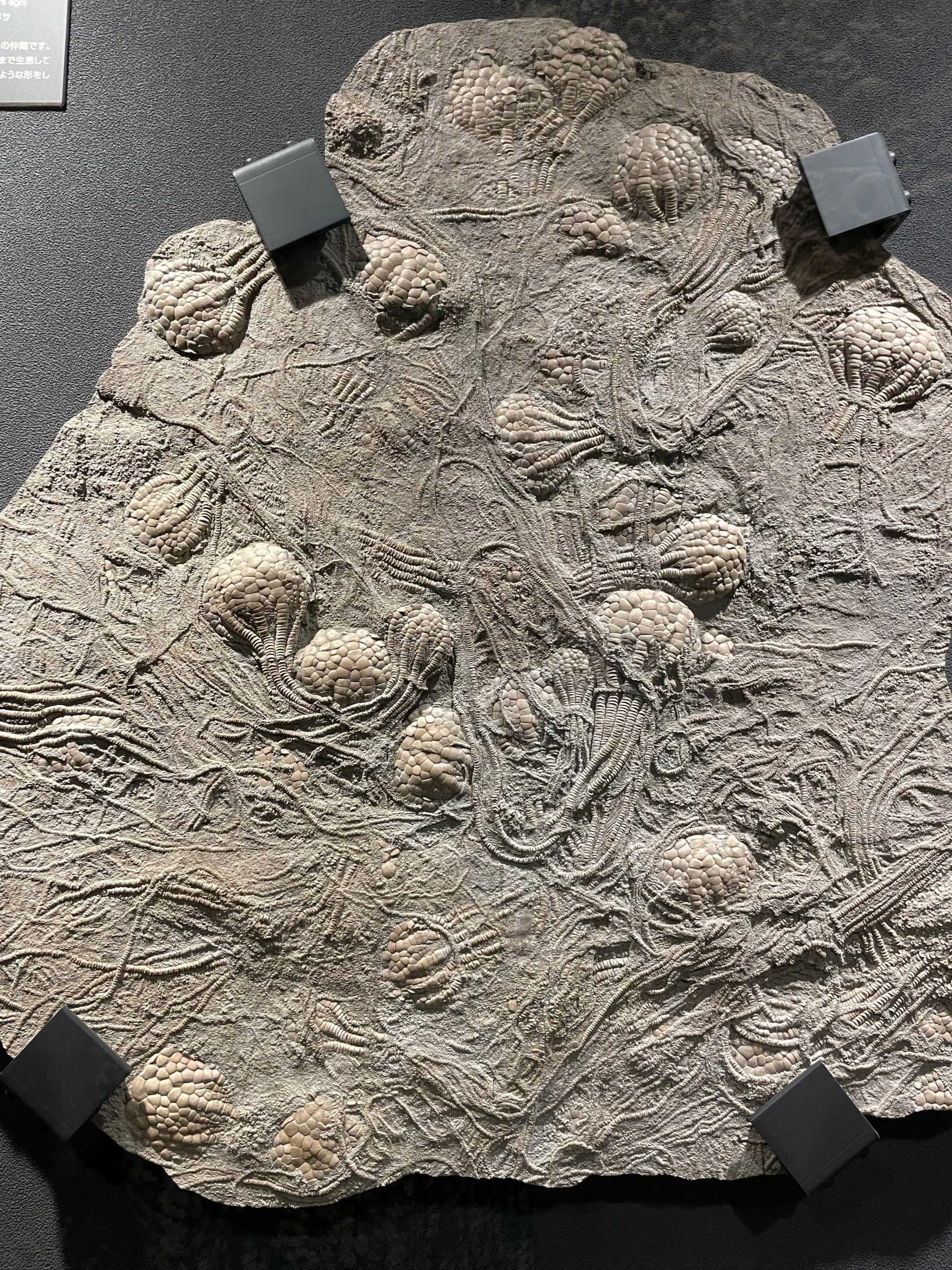 ウミユリの化石の画像