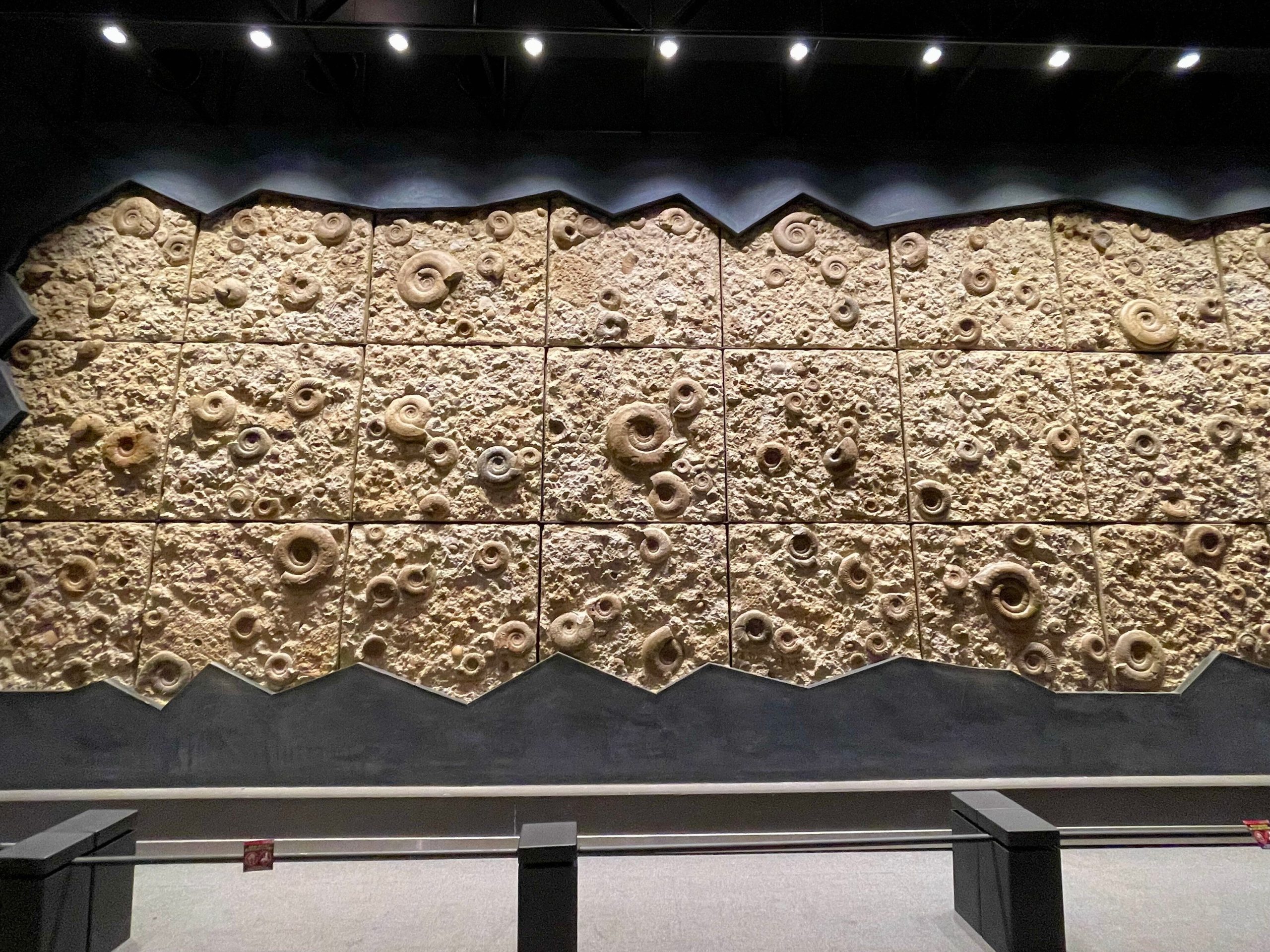 タイル上に並んだアンモナイトの化石の画像