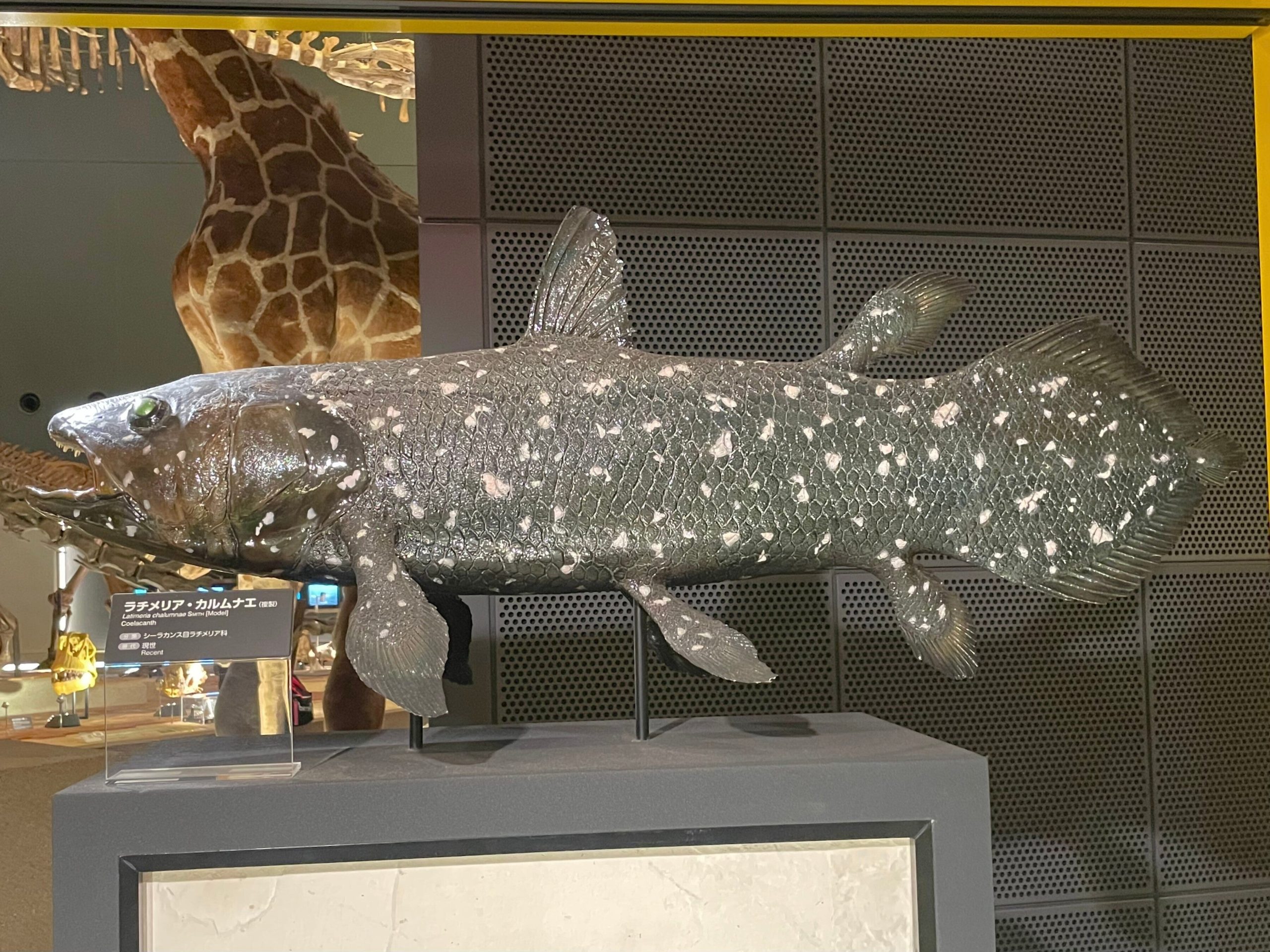 シーラカンスのレプリカの画像