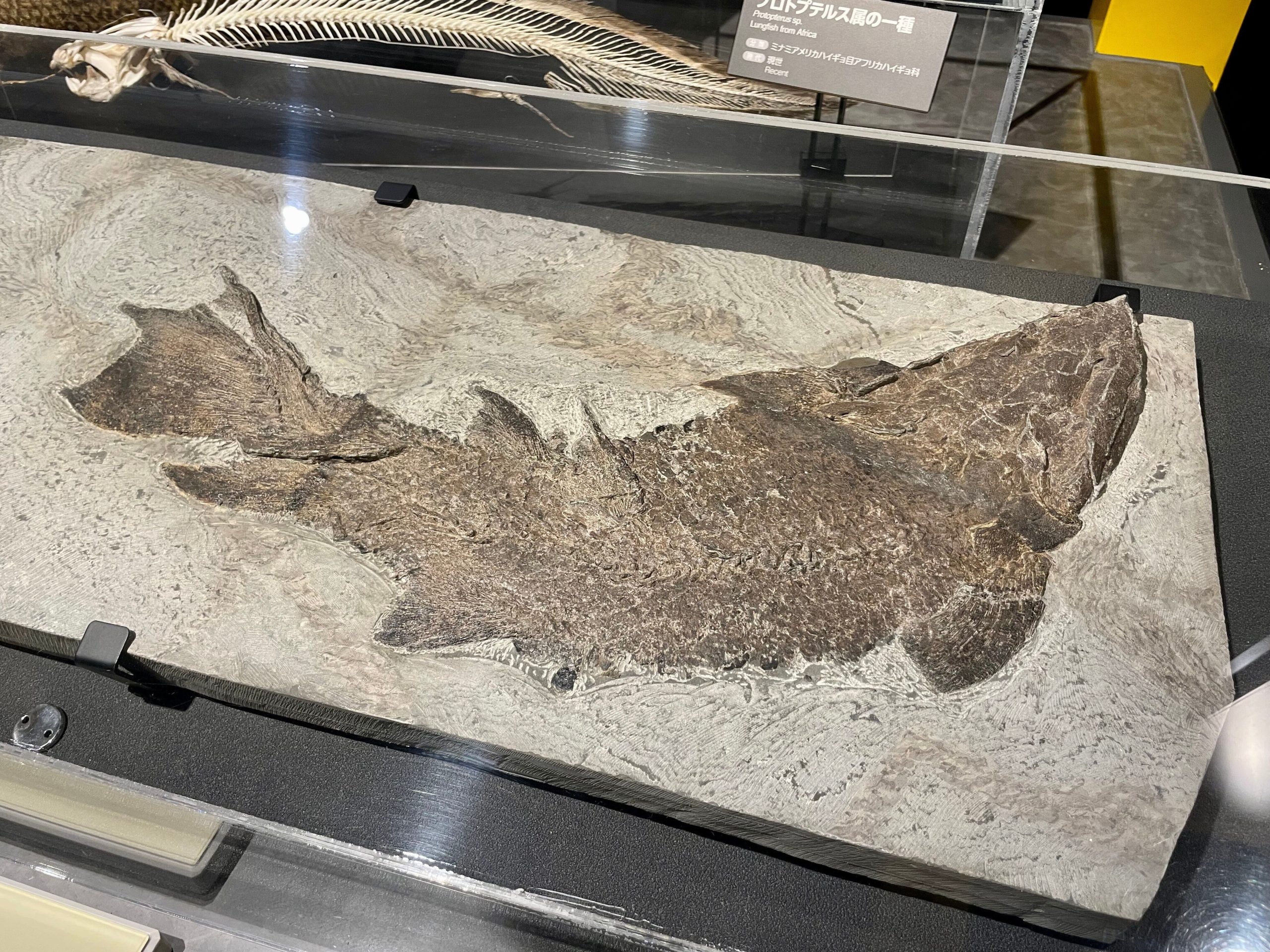 シーラカンスの仲間の化石の画像