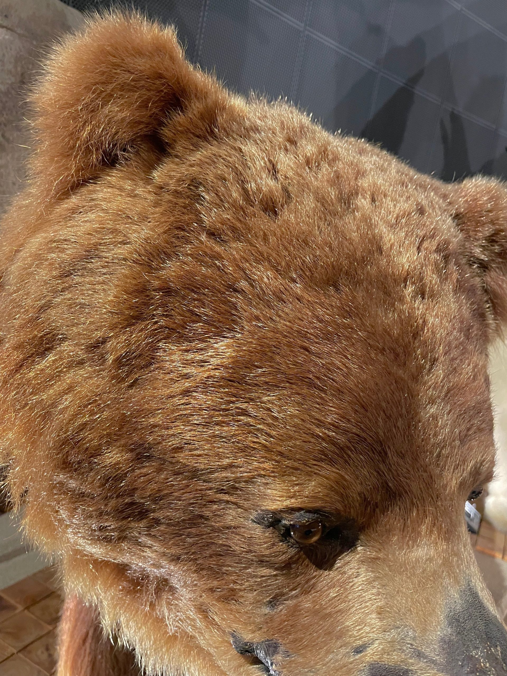 ヒグマの剥製標本の画像