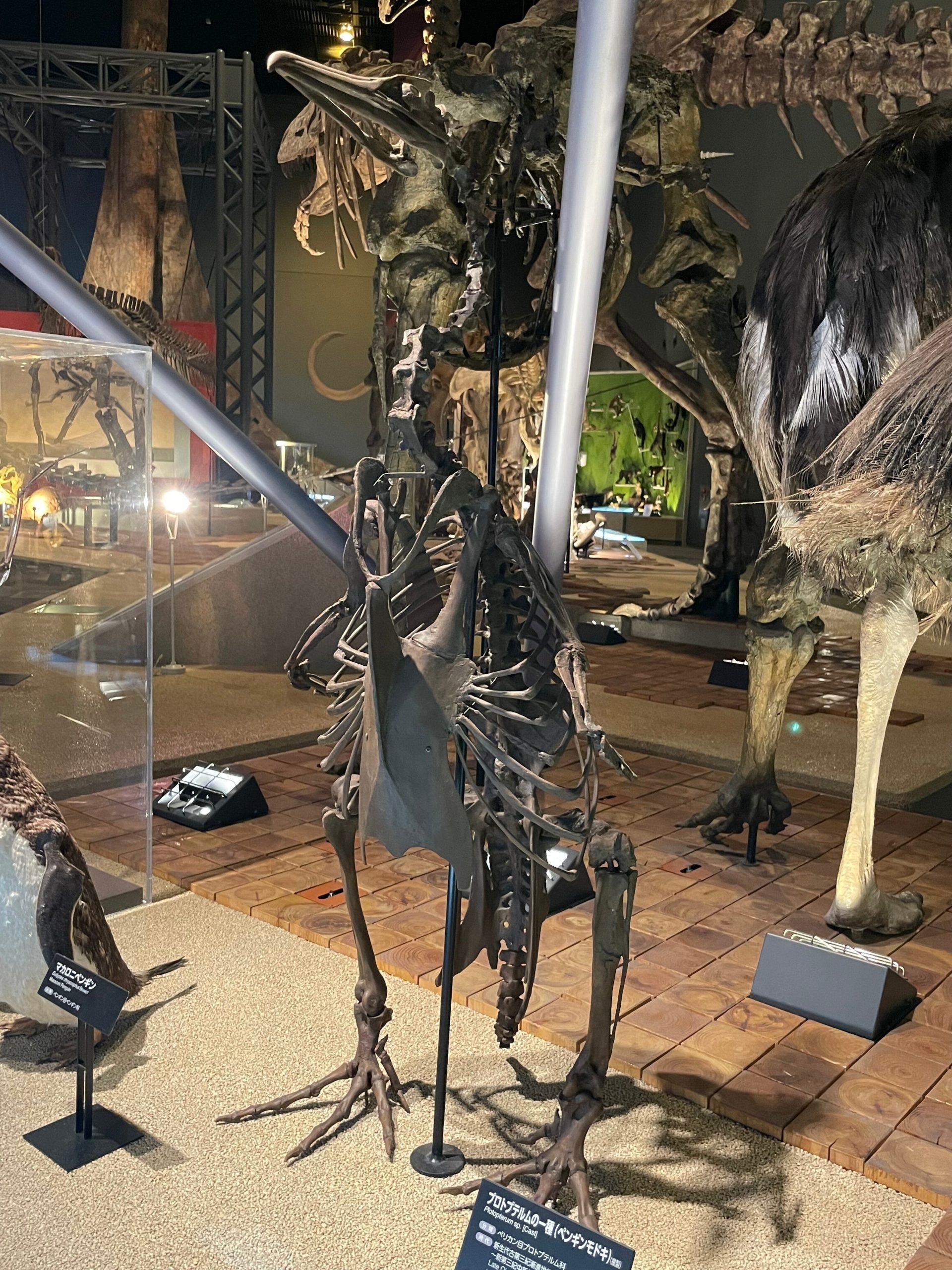 ペンギンモドキの化石の画像