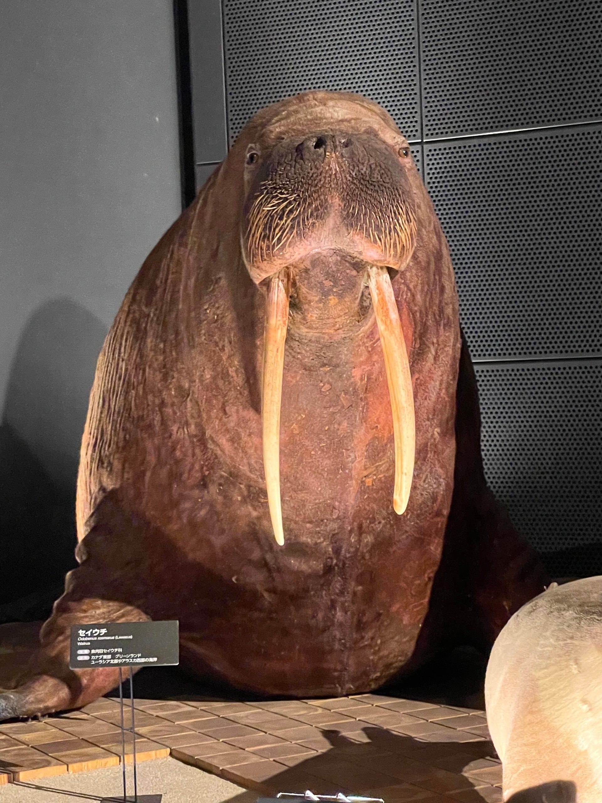 セイウチの剥製標本の画像