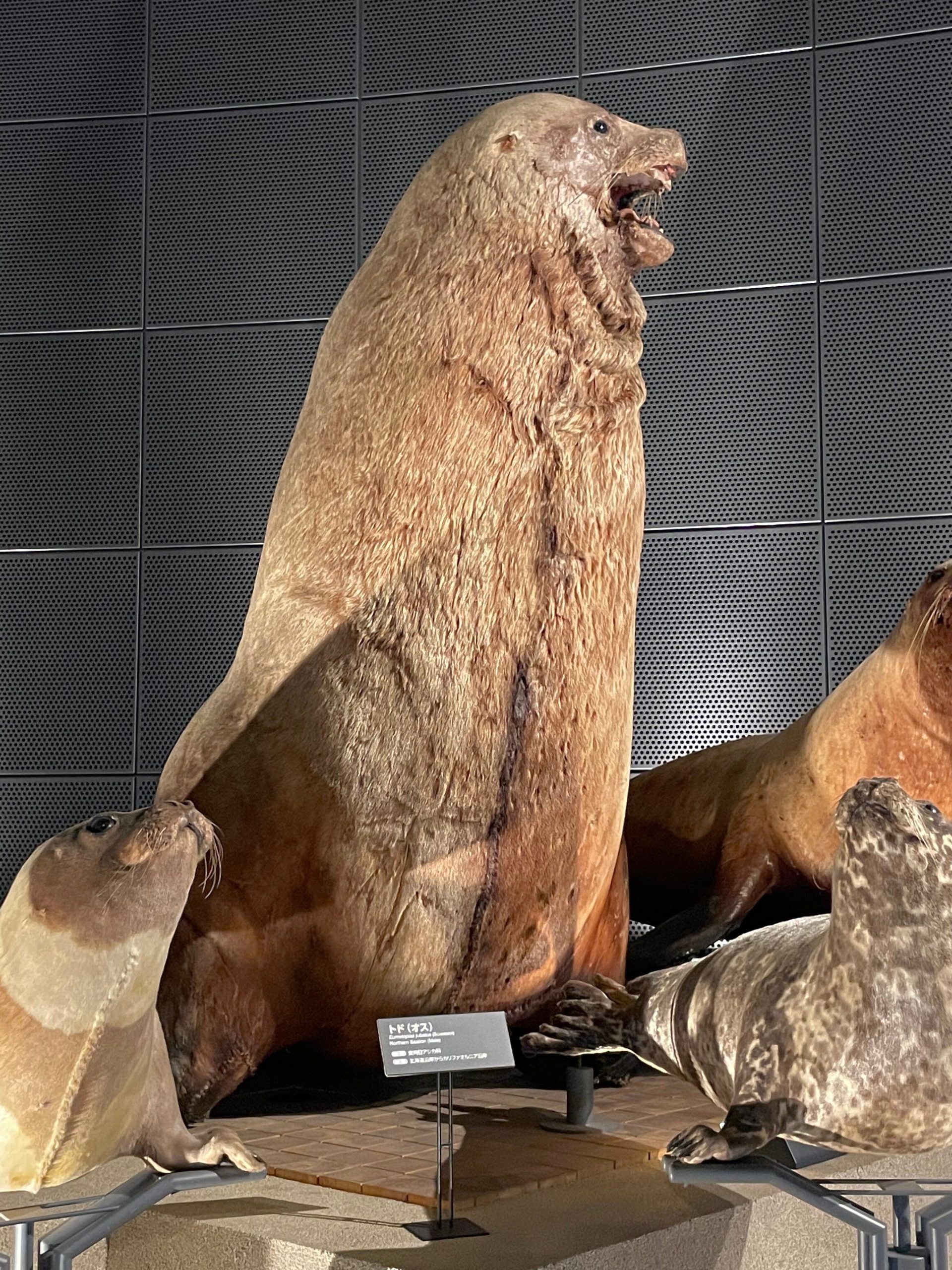 トドの剥製標本の画像