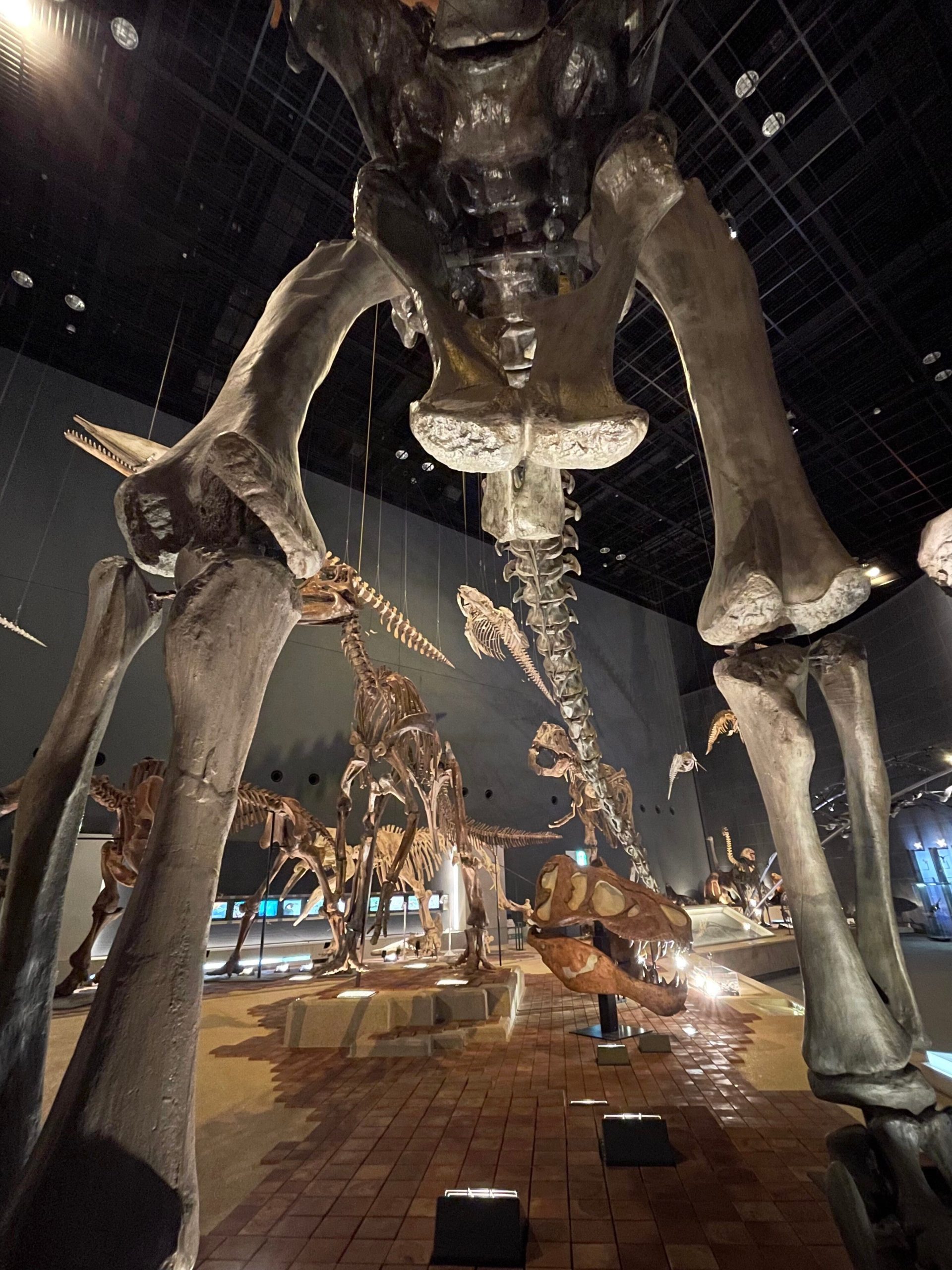 恐竜の骨格標本を下から見上げた画像