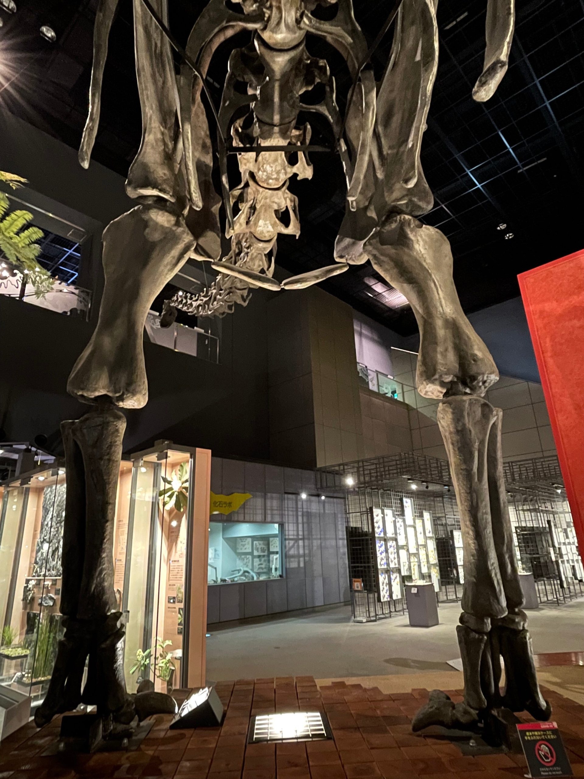 恐竜の化石を下から見上げた画像