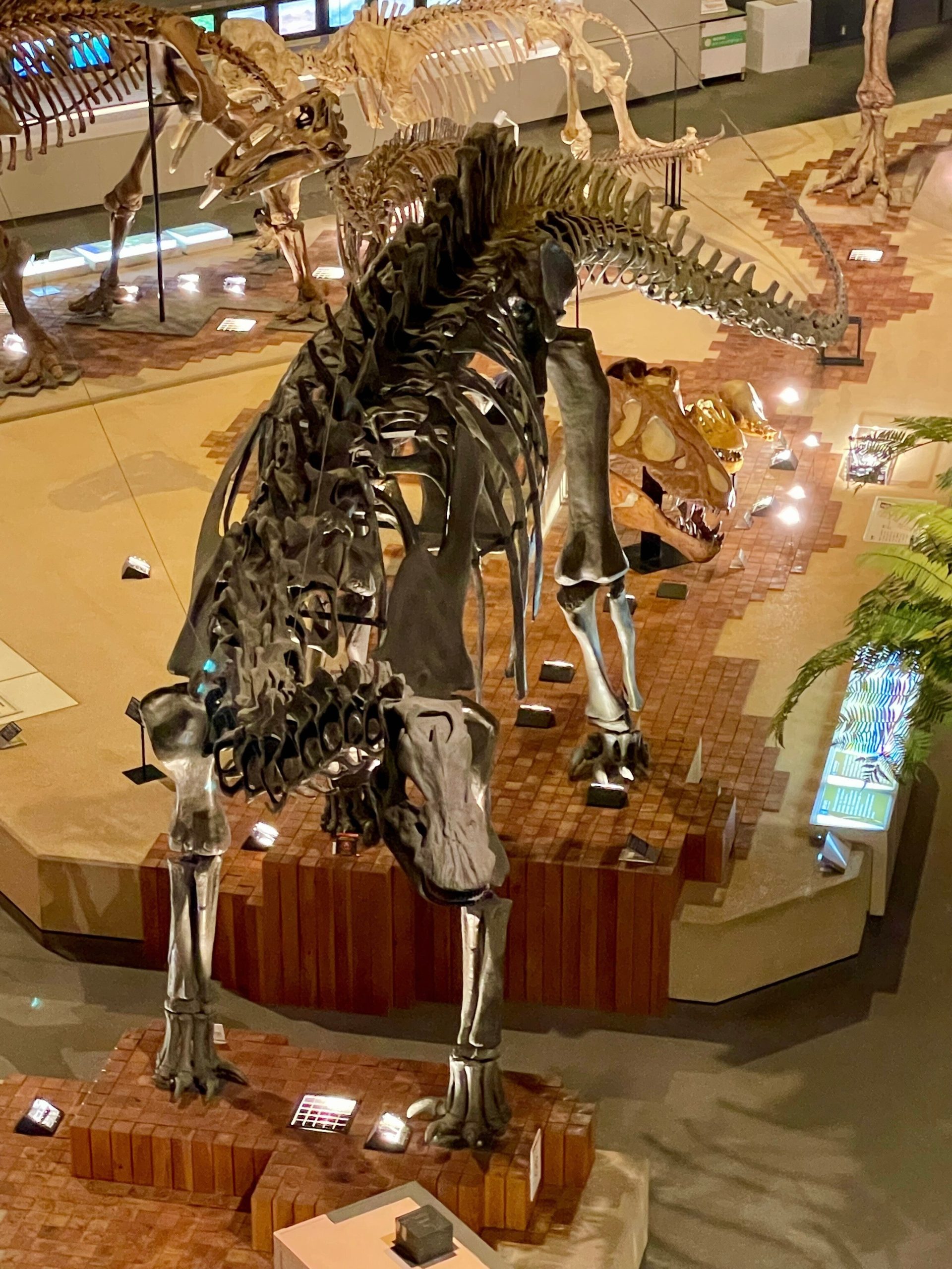 ディプロドクスを上から見下ろした画像