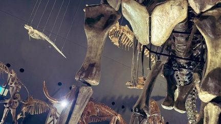 恐竜の骨格標本の画像