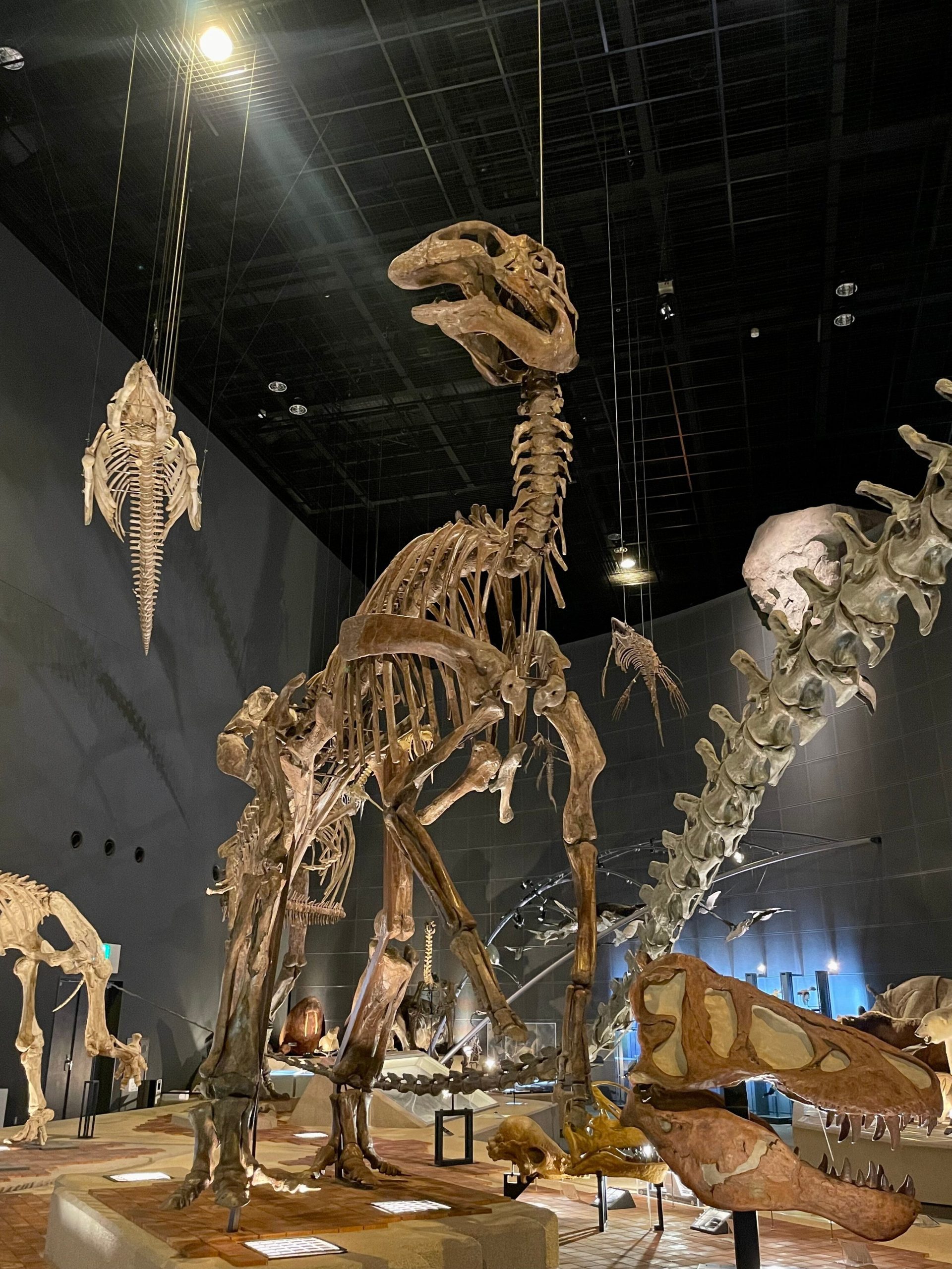 エドモントサウルスの骨格標本の画像