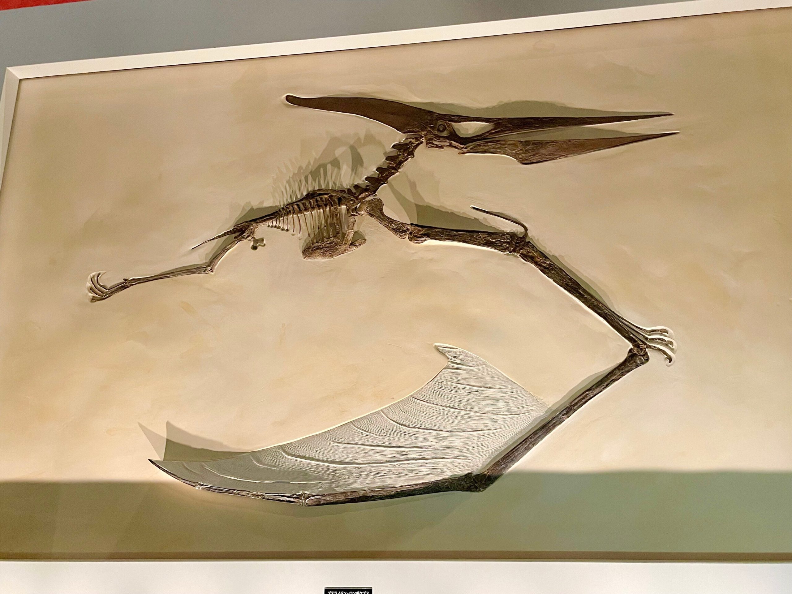 プテラノドンの化石の画像