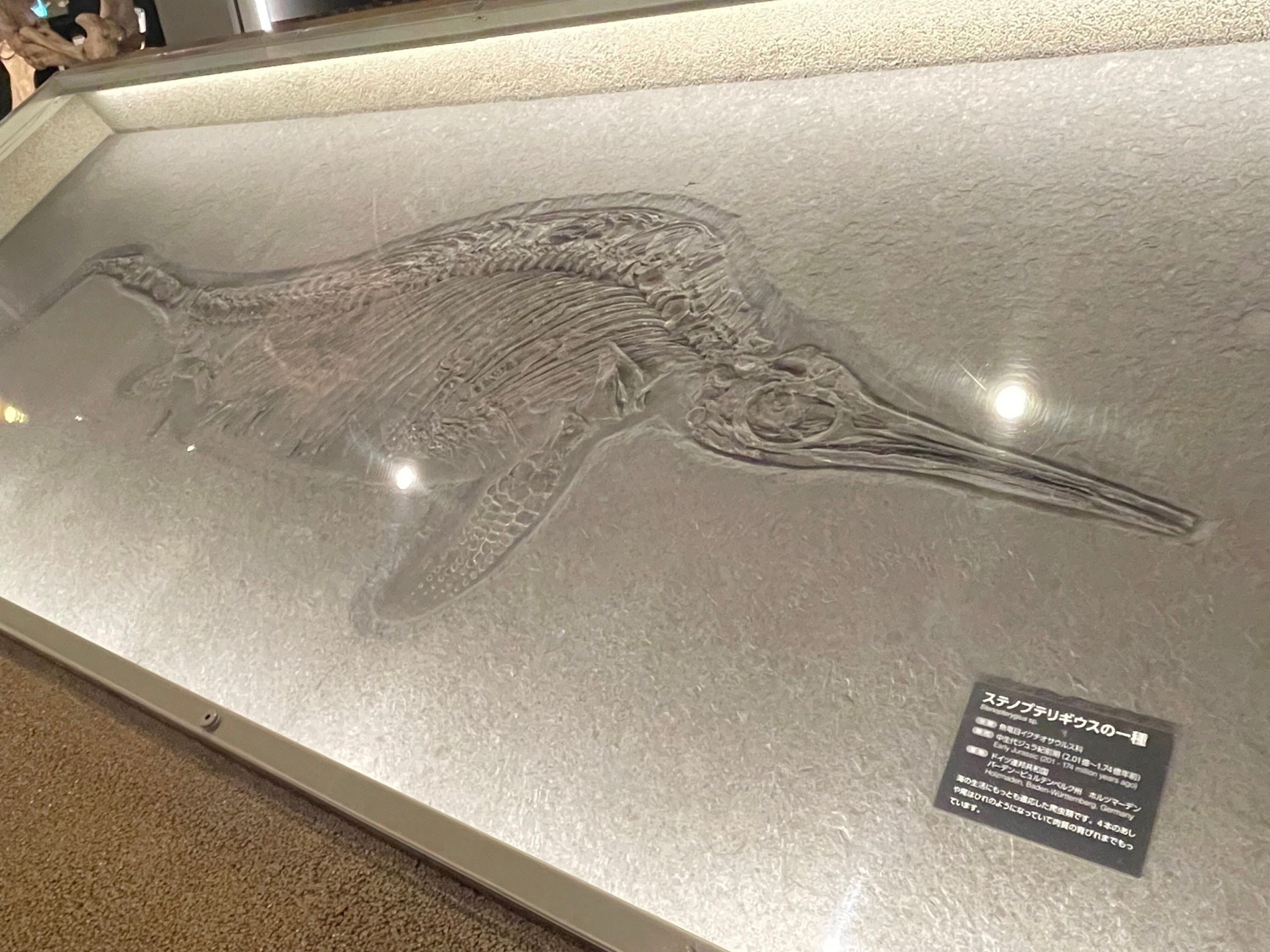 ステノプテリギウスの化石の画像