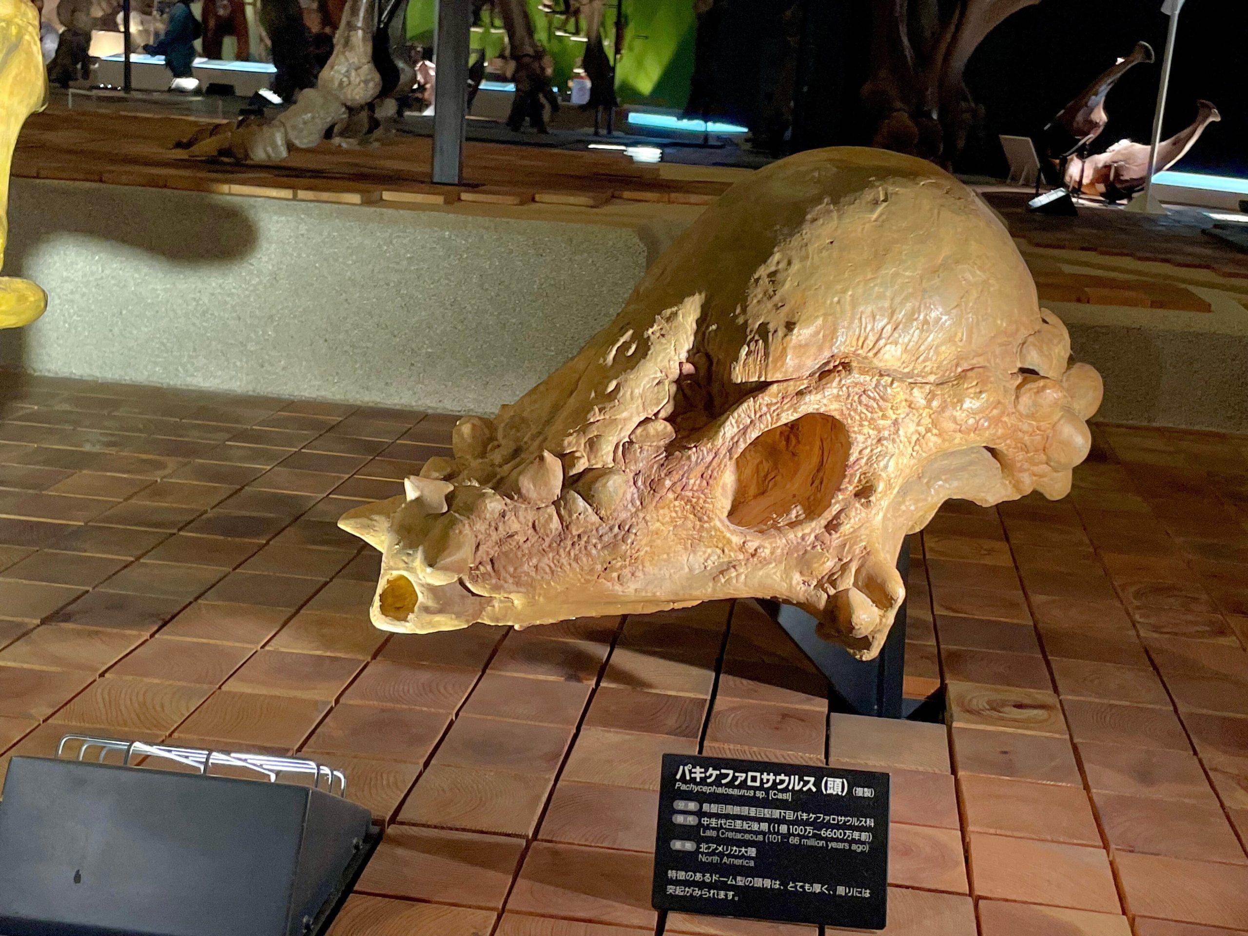 パキケファロサウルスの頭骨の画像